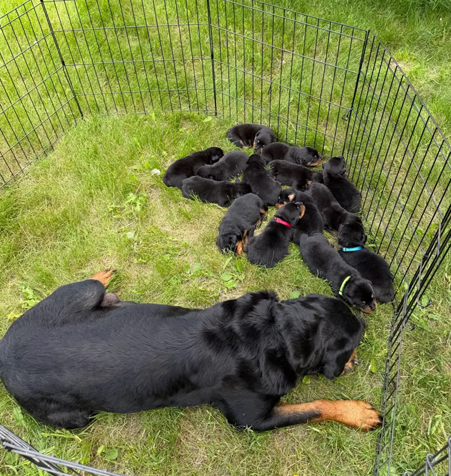 Your New Best Friend Awaits–Beautiful Rottweilers image 1