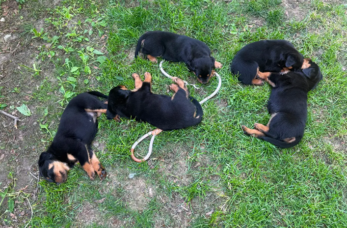 Your New Best Friend Awaits–Beautiful Rottweilers image 3