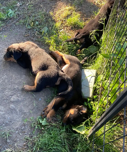 Your New Best Friend Awaits–Beautiful Rottweilers image 5