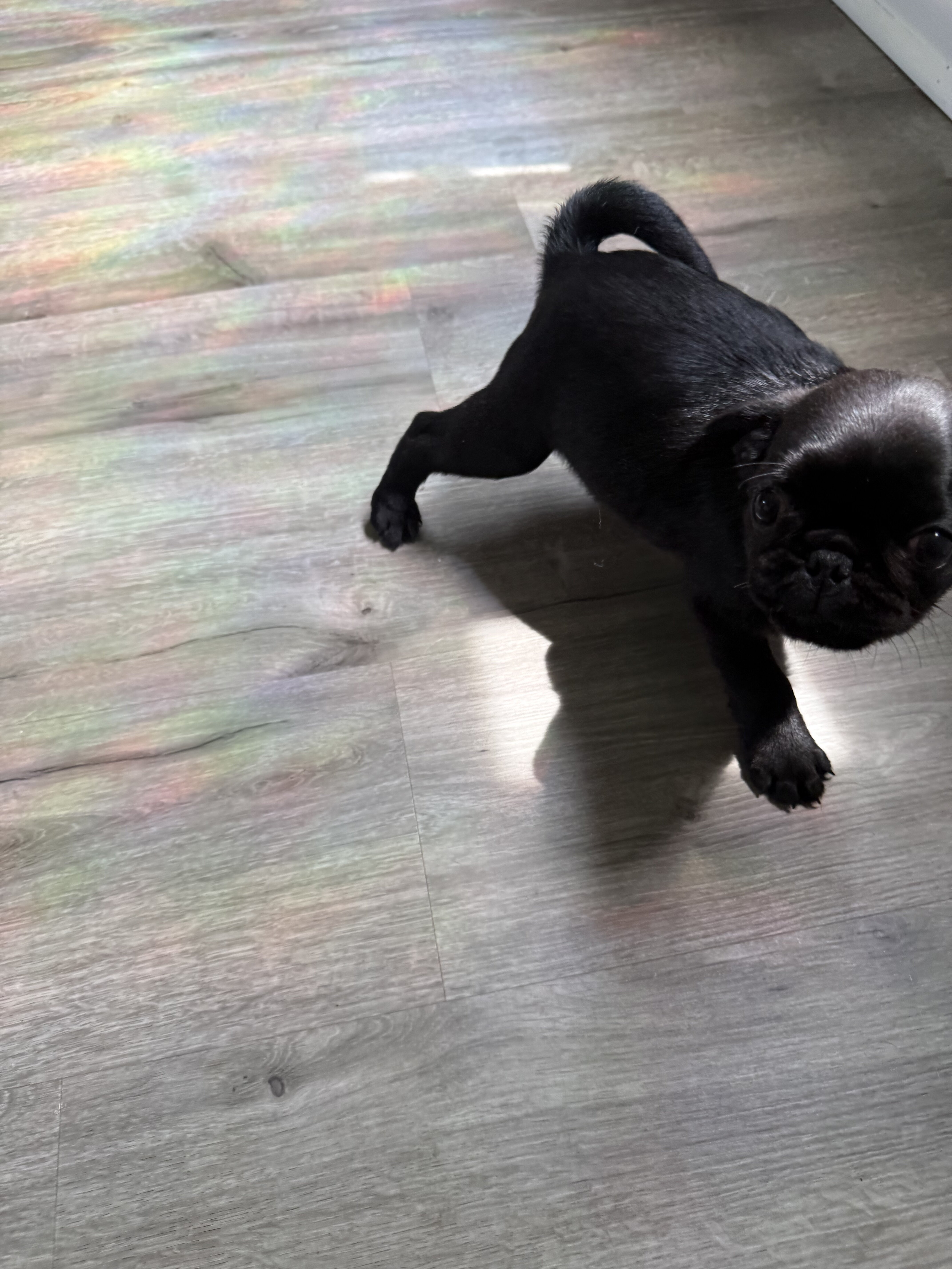 Black Pugs image 5