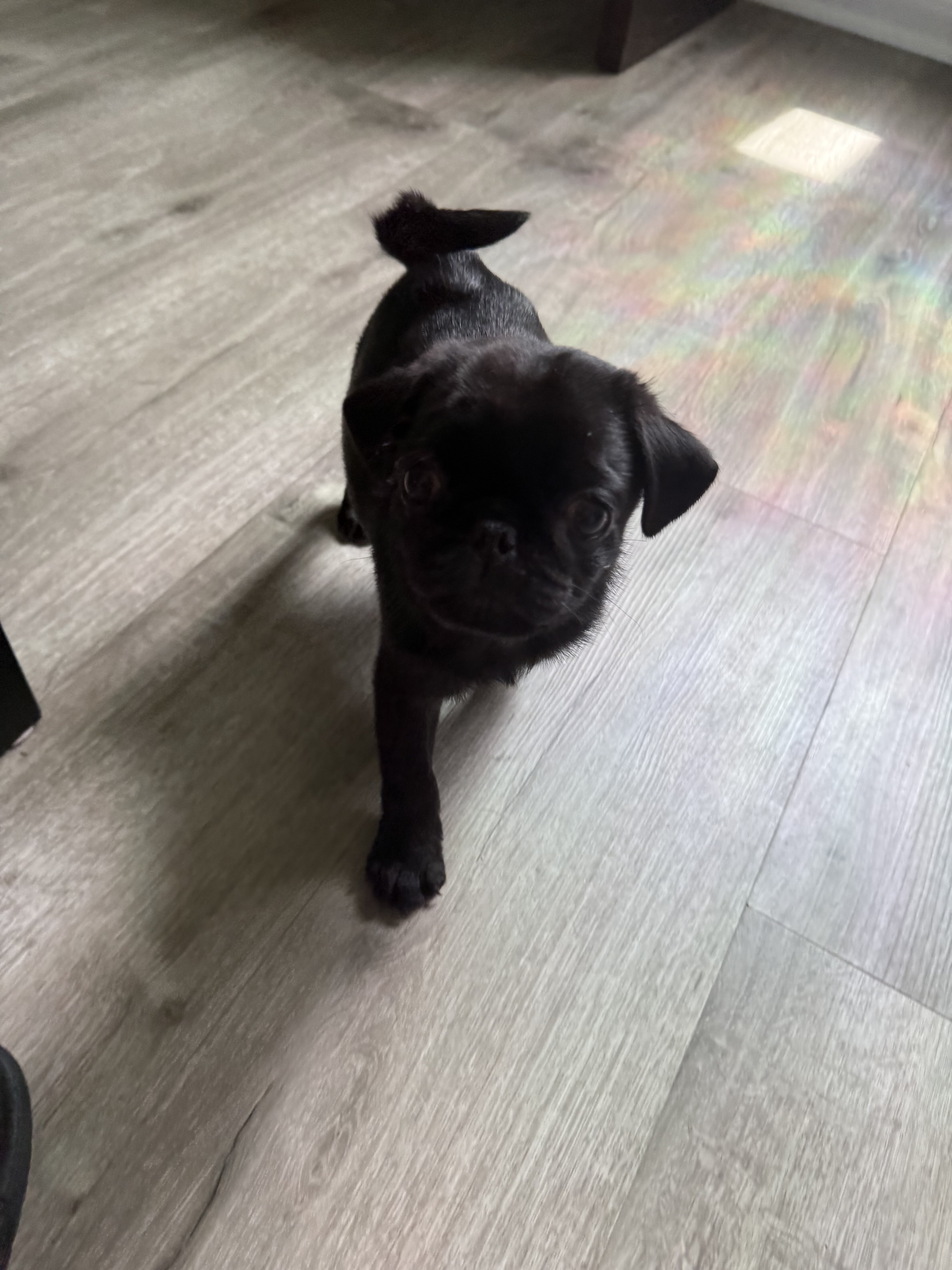 Black Pugs image 4