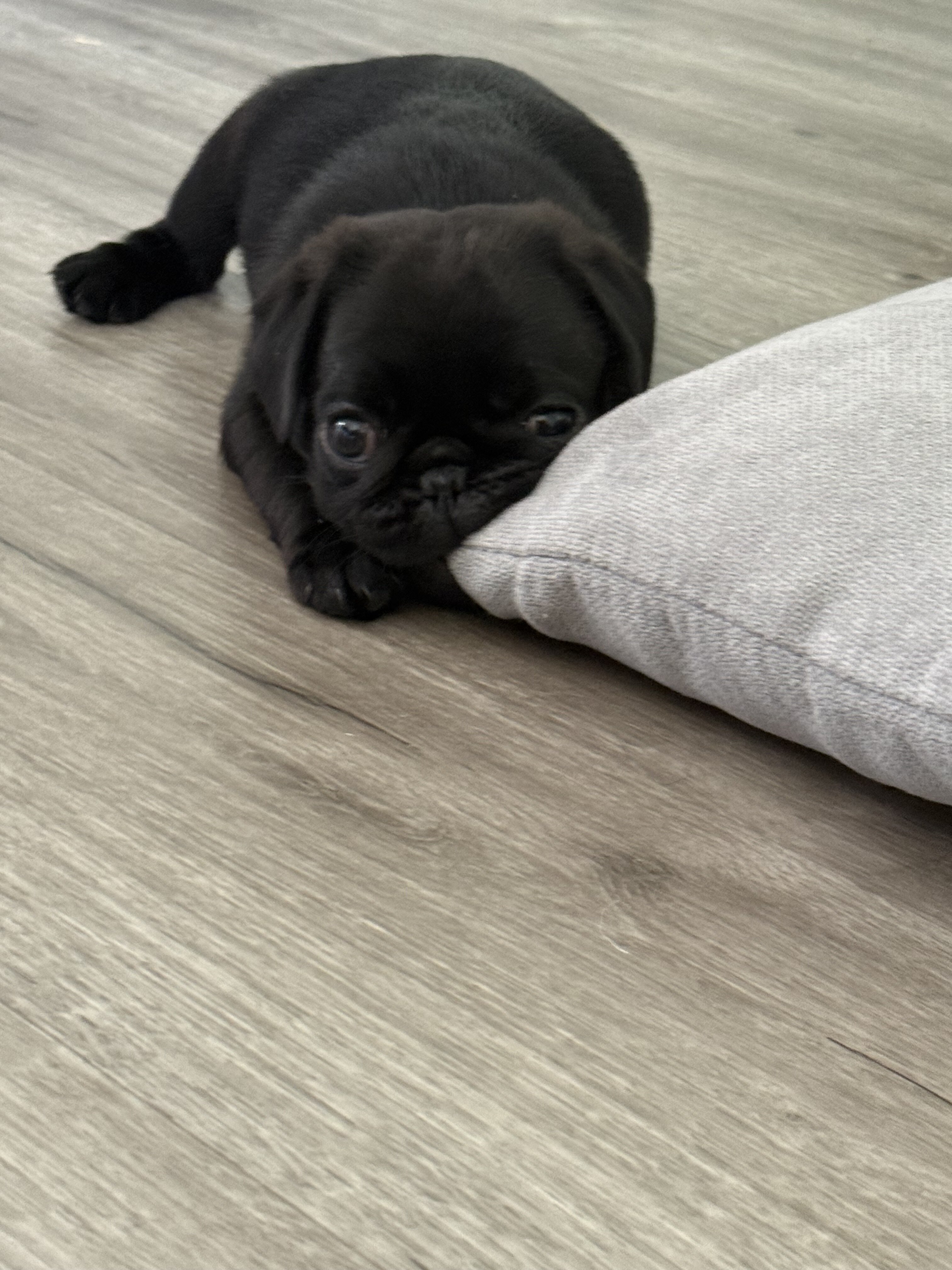 Black Pugs image 3