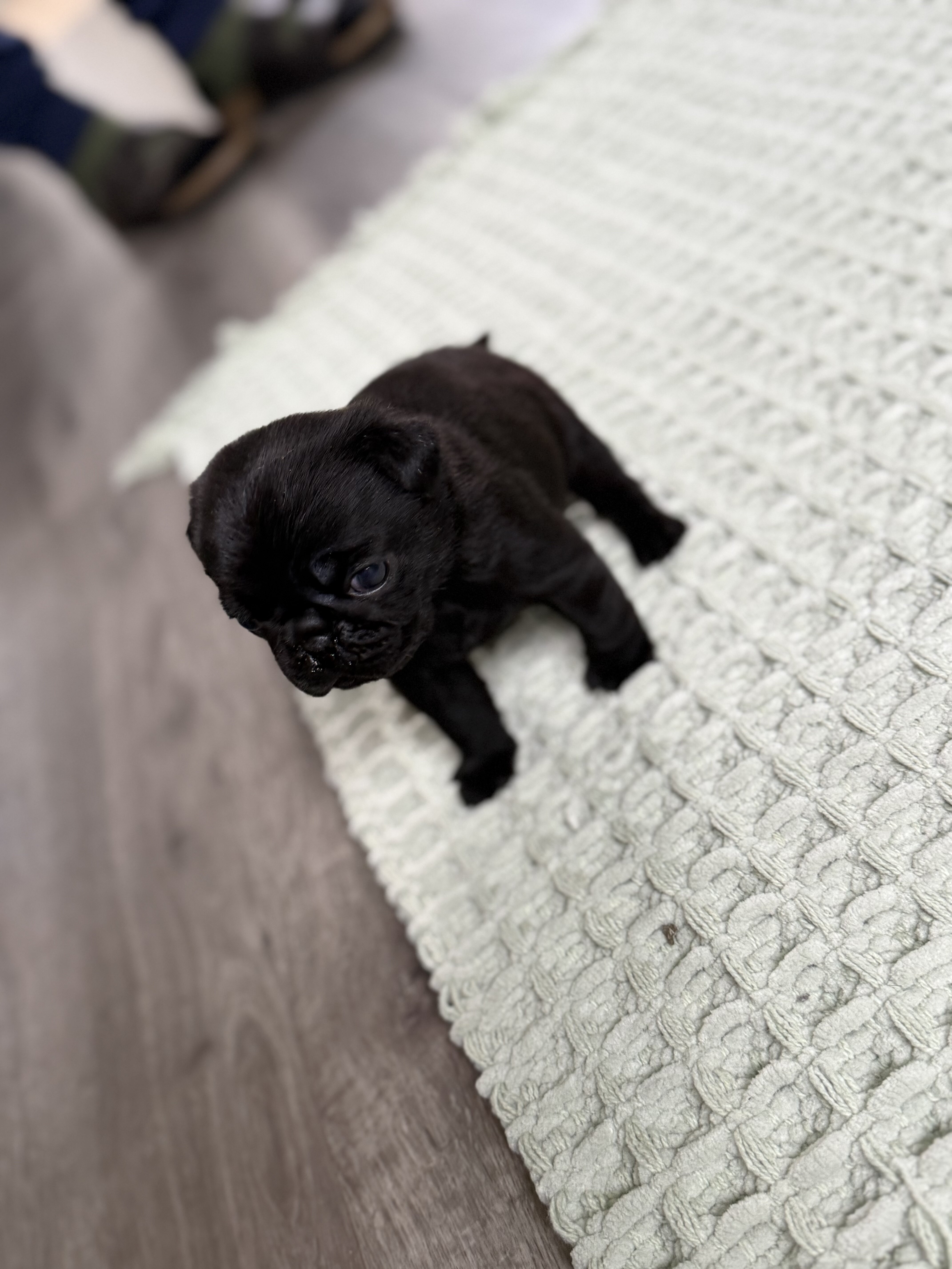 Black Pugs image 6