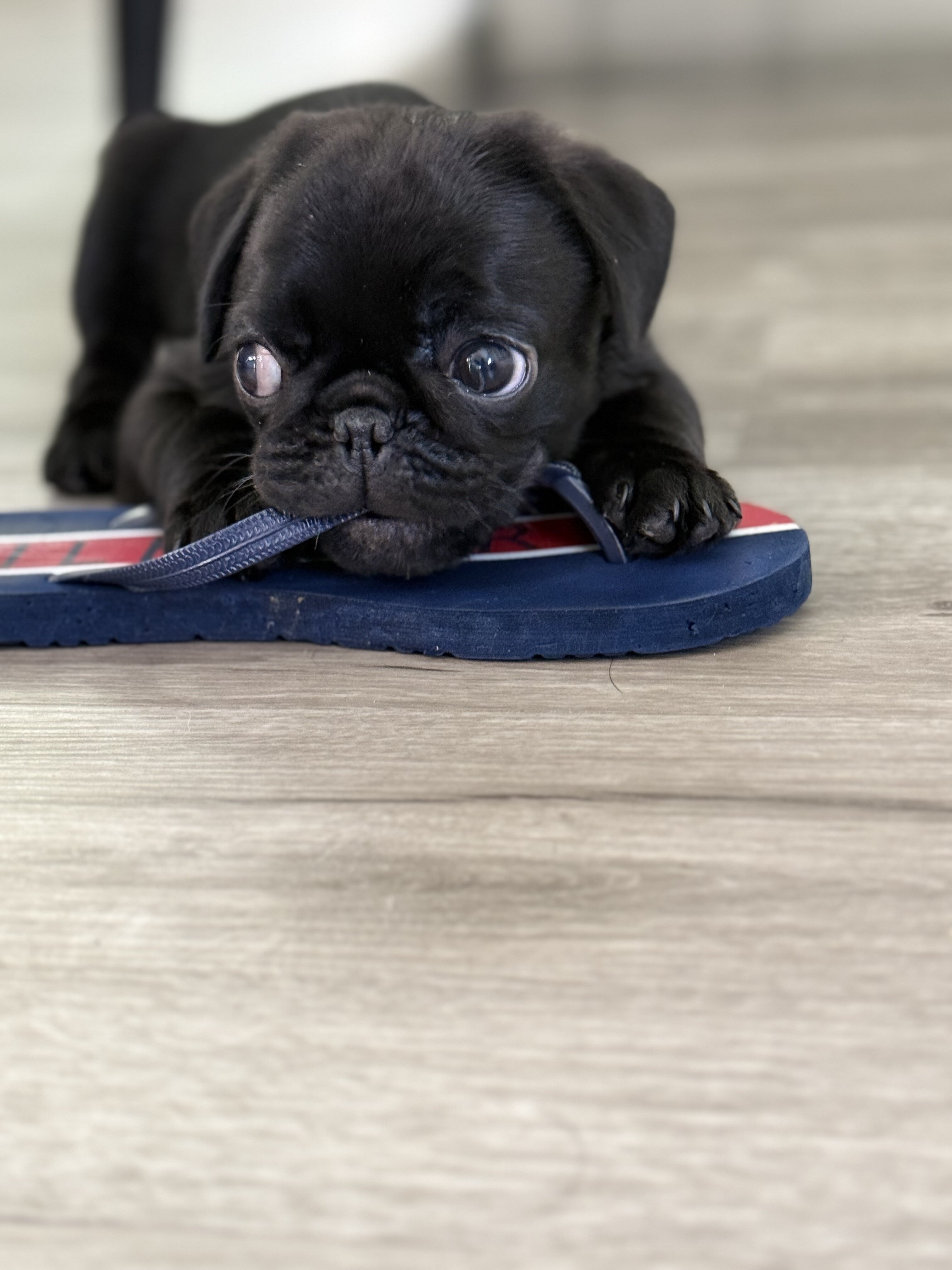 Black Pugs image 1