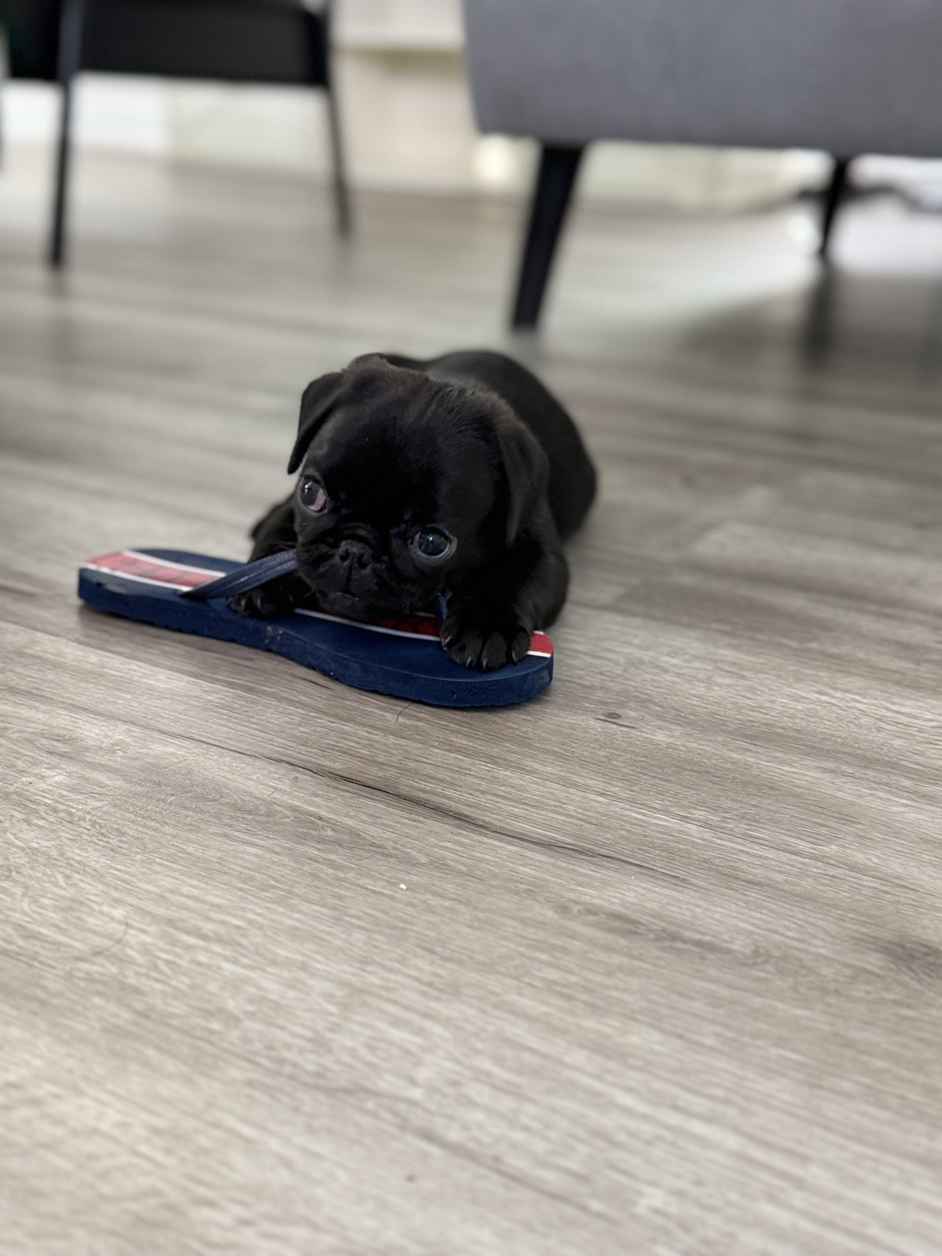 Black Pugs image 2