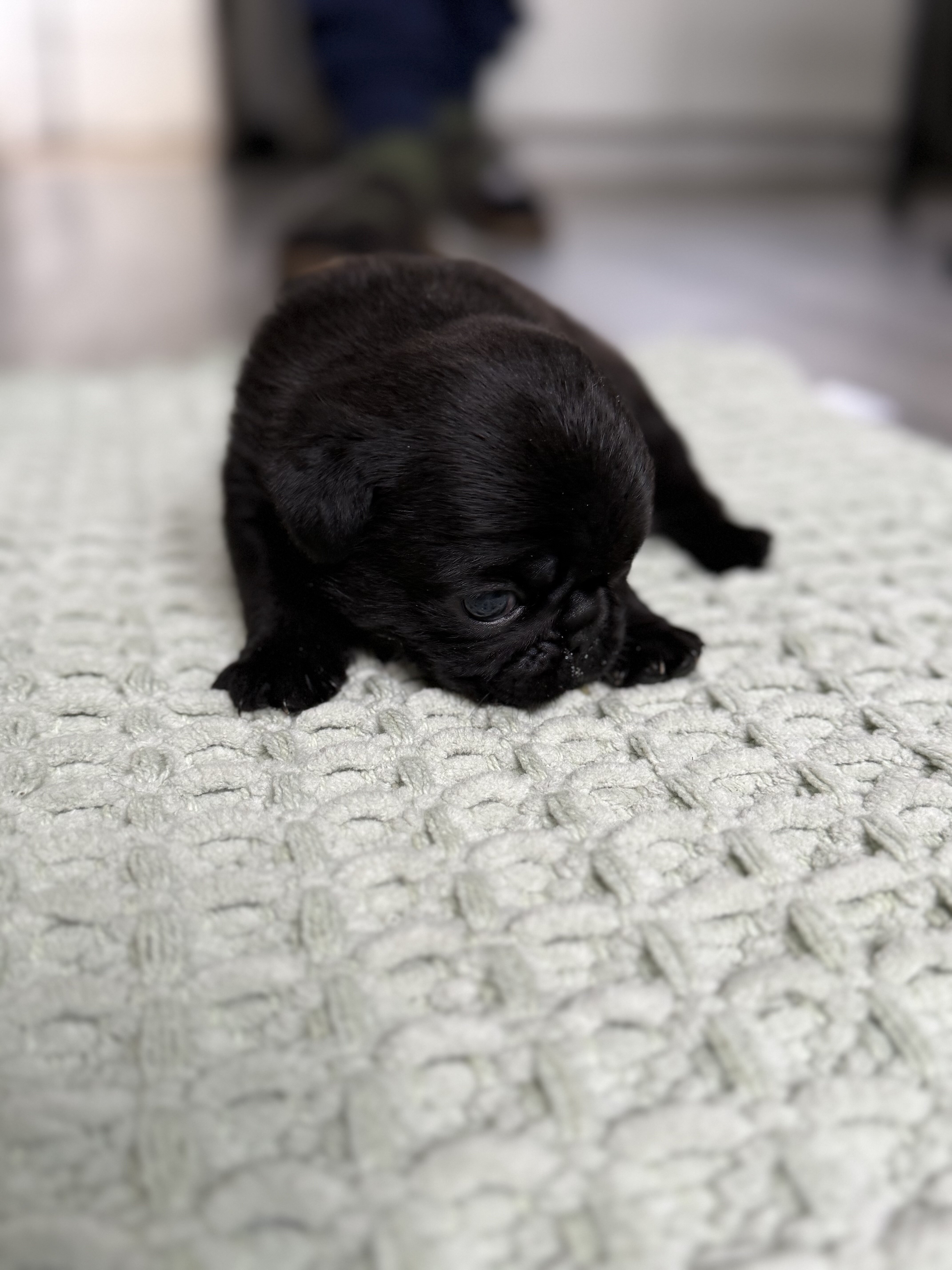 Pugs image 5