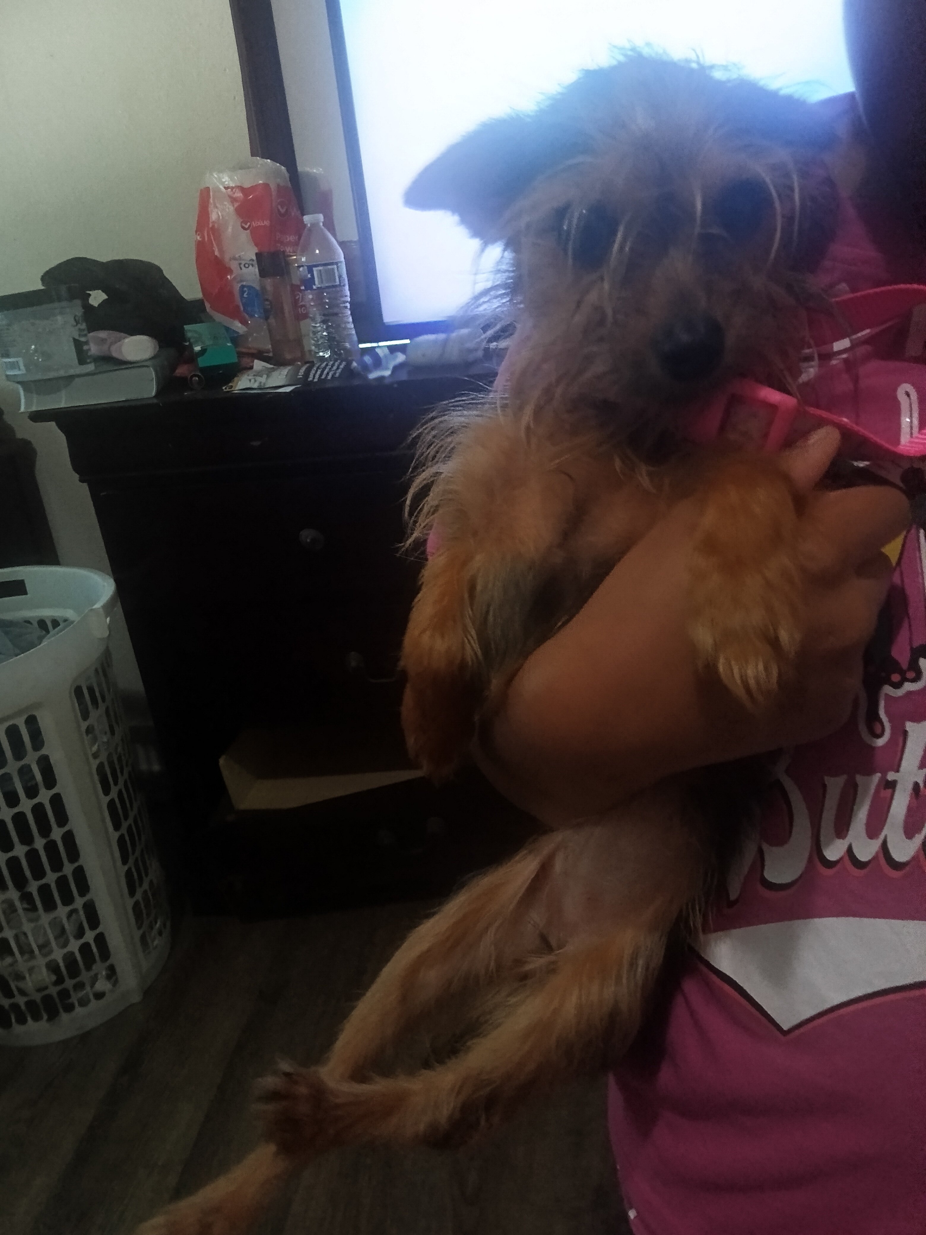Yorkie / Chihuahua girl #830-366-5818 image 4