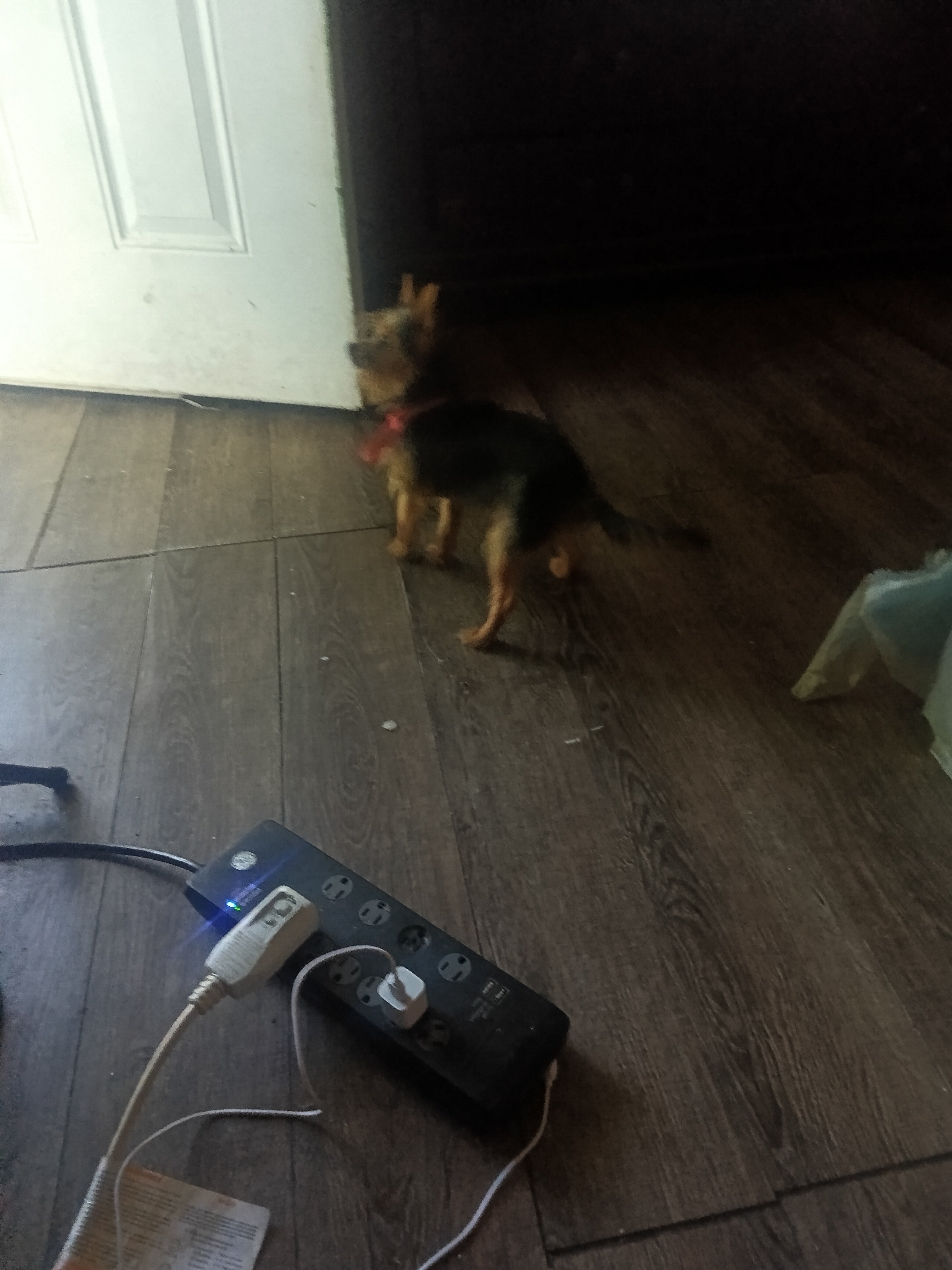 Yorkie / Chihuahua girl #830-366-5818 image 6