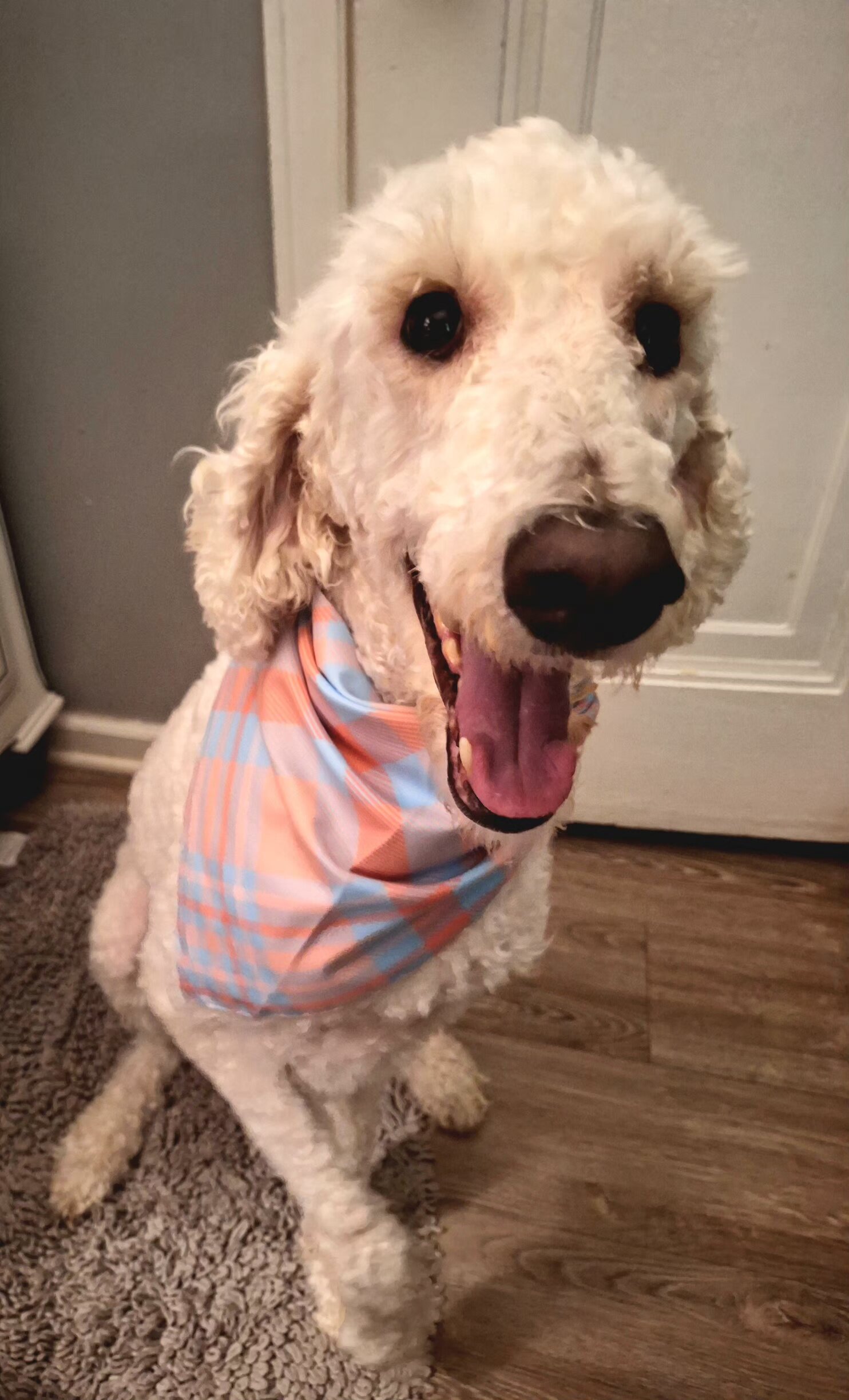 Goldendoodle image 1