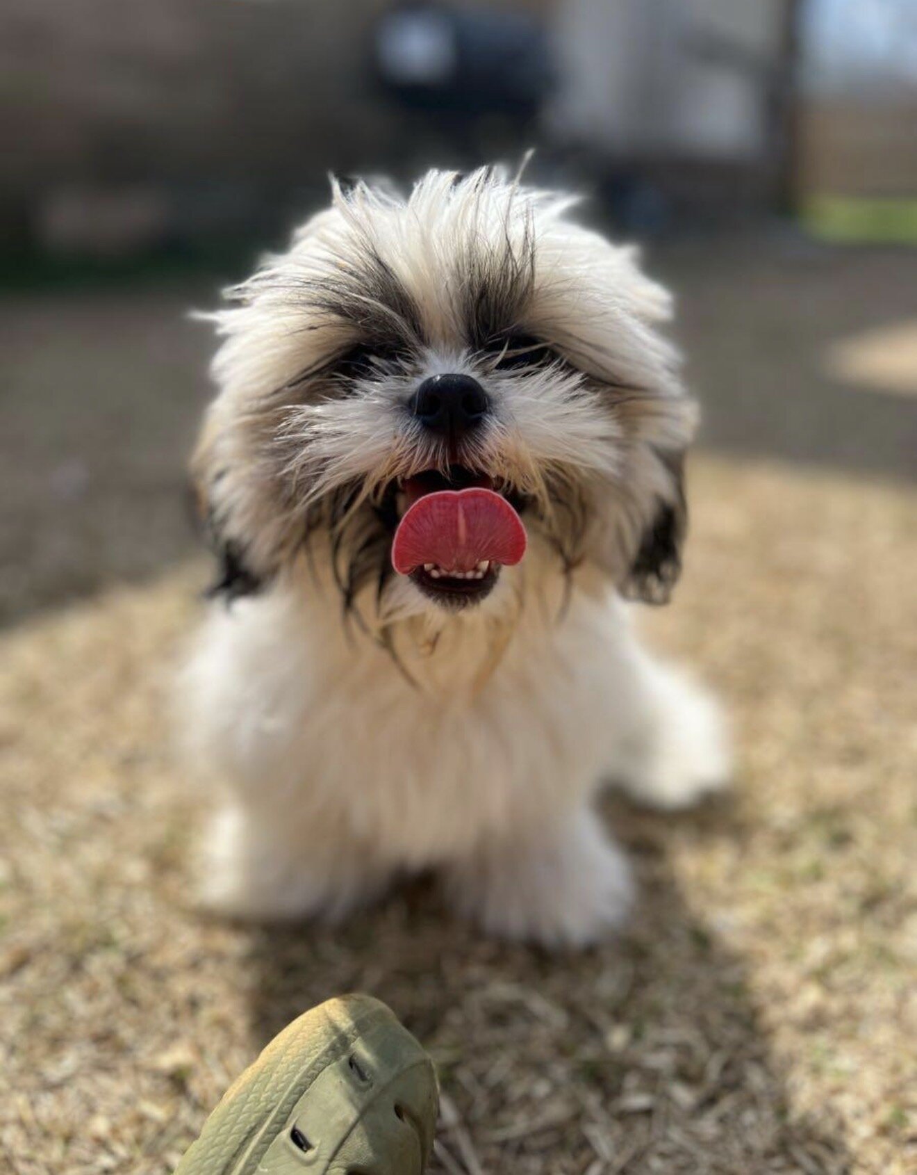 Shih Tzu image 1