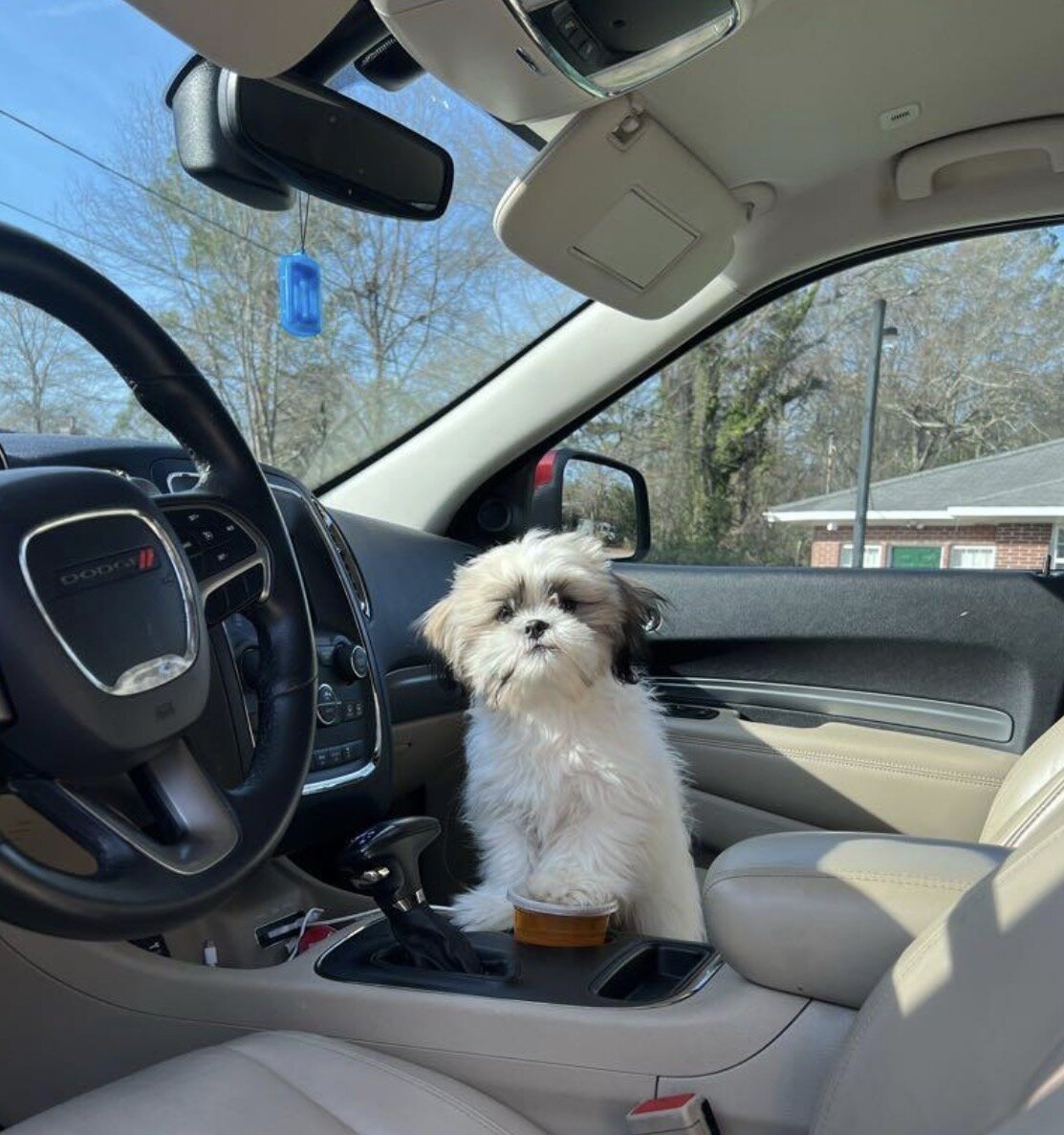 Shih Tzu image 2