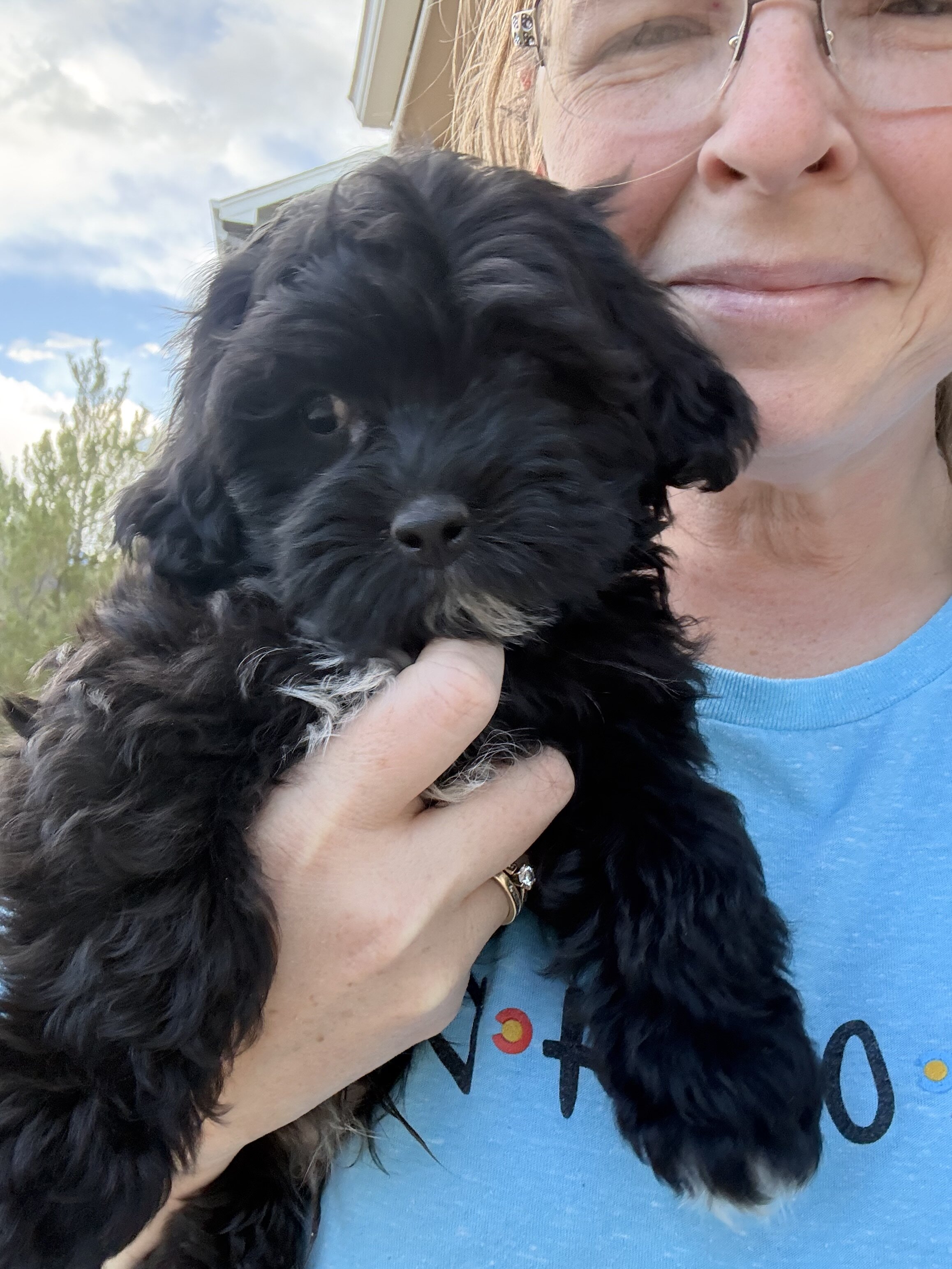 Shorkie poodle puppy image 1