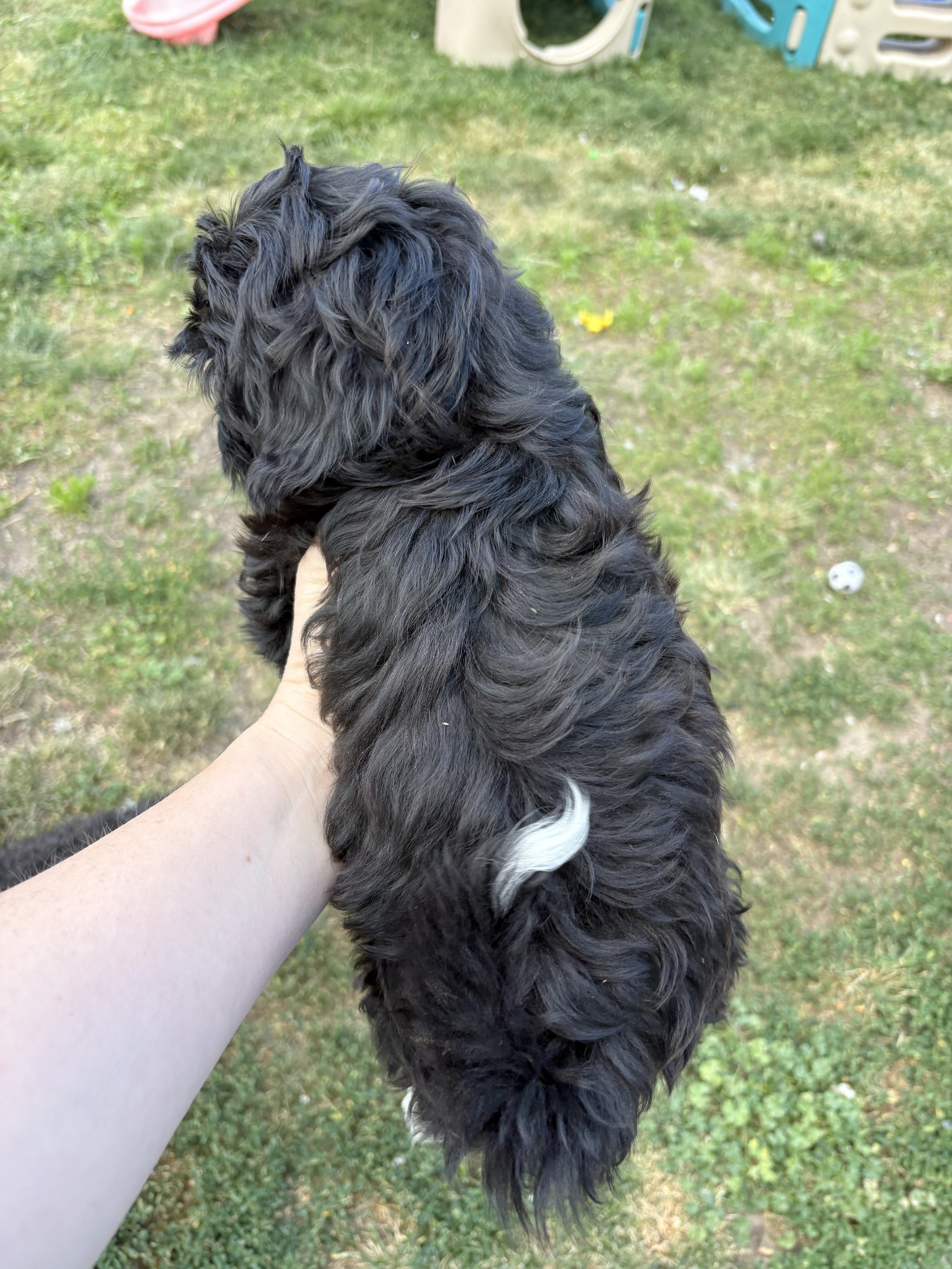 Shorkie poodle puppy image 3