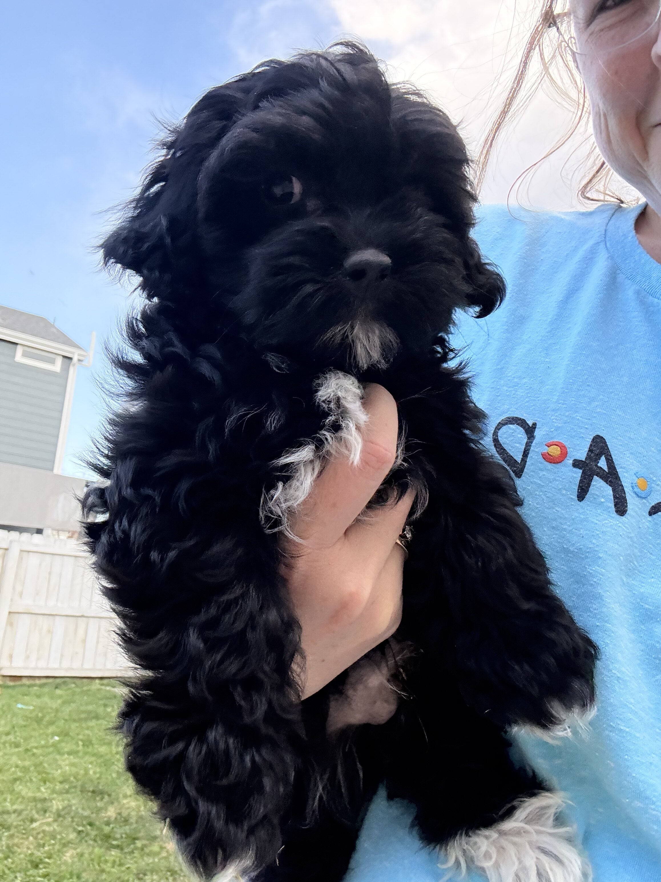Shorkie poodle puppy image 2