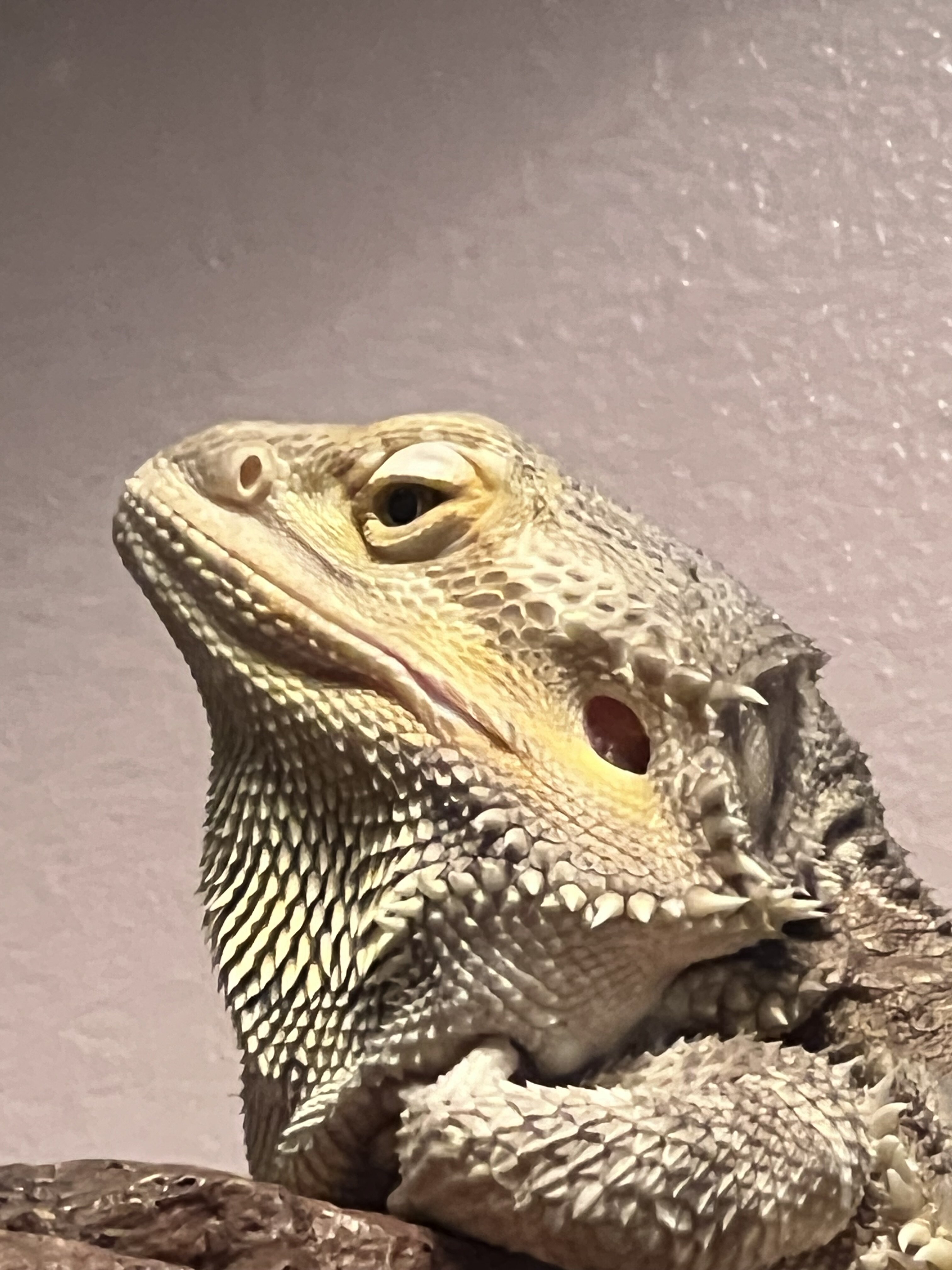 Bearded dragon image 1