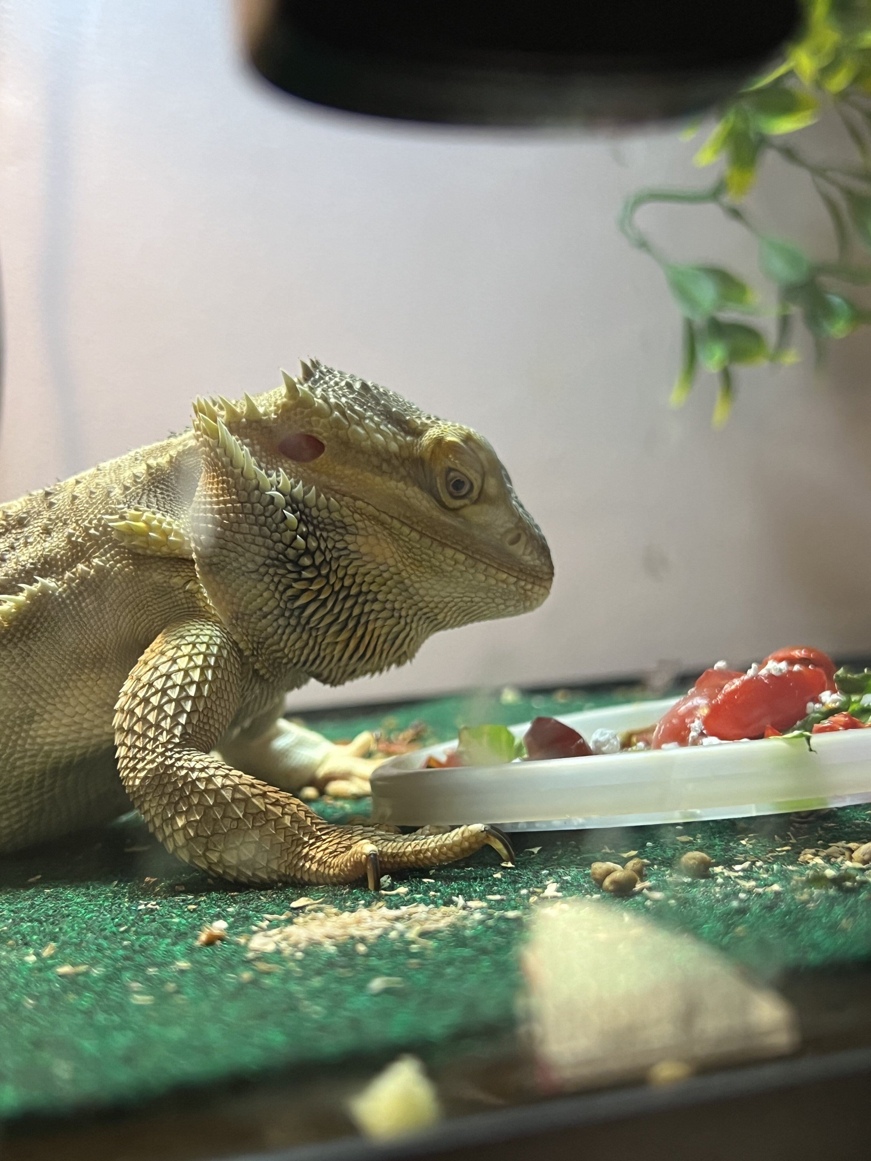 Bearded dragon image 2