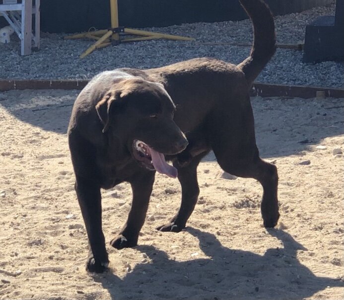 AKC Chocolate Adult Male Labrador (Woody) image 1