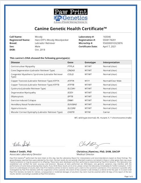 AKC Chocolate Adult Male Labrador (Woody) image 3