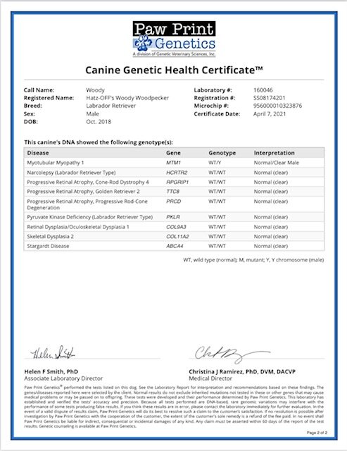 AKC Chocolate Adult Male Labrador (Woody) image 4