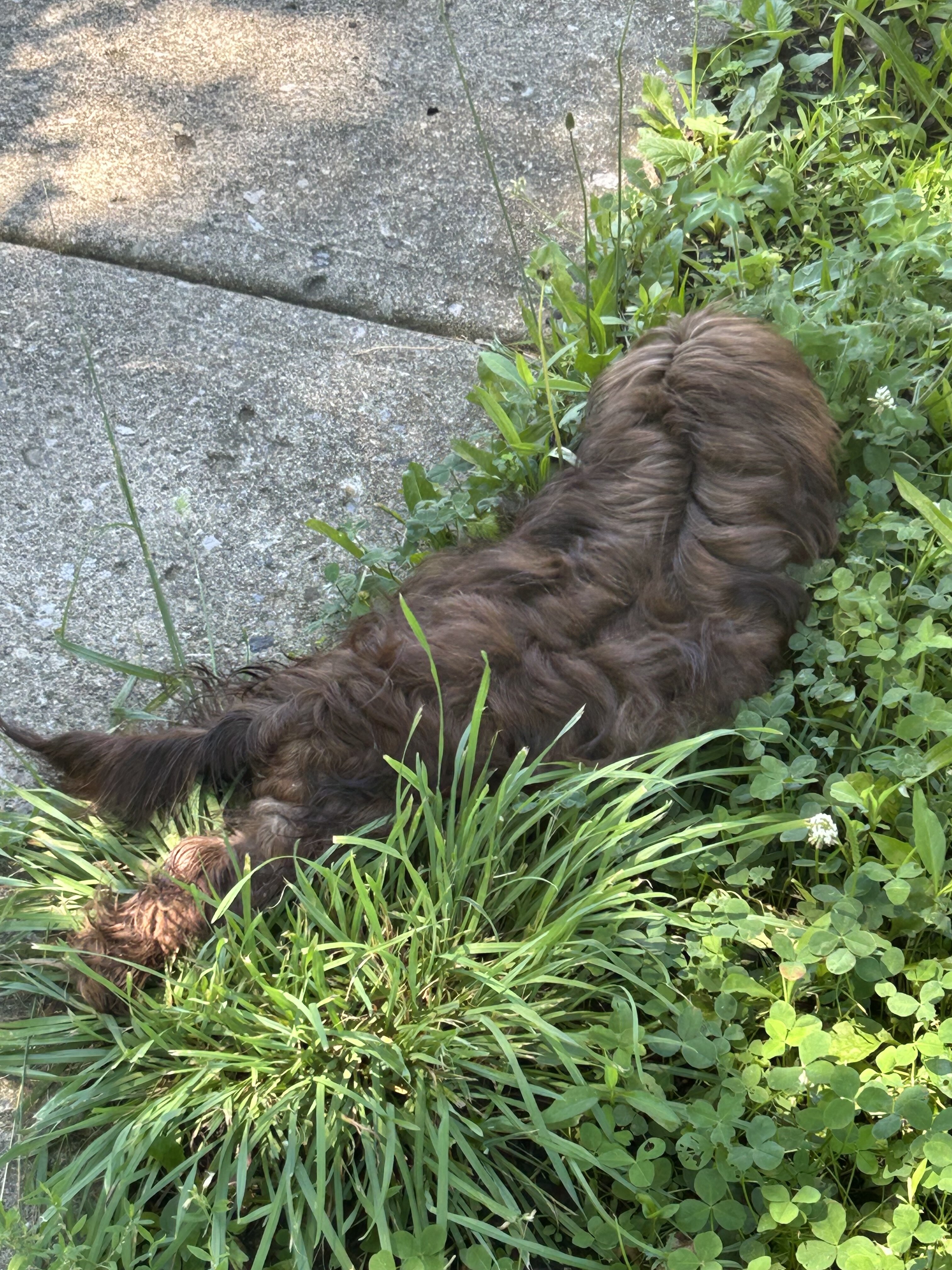 Shih Tzu Puppy image 2