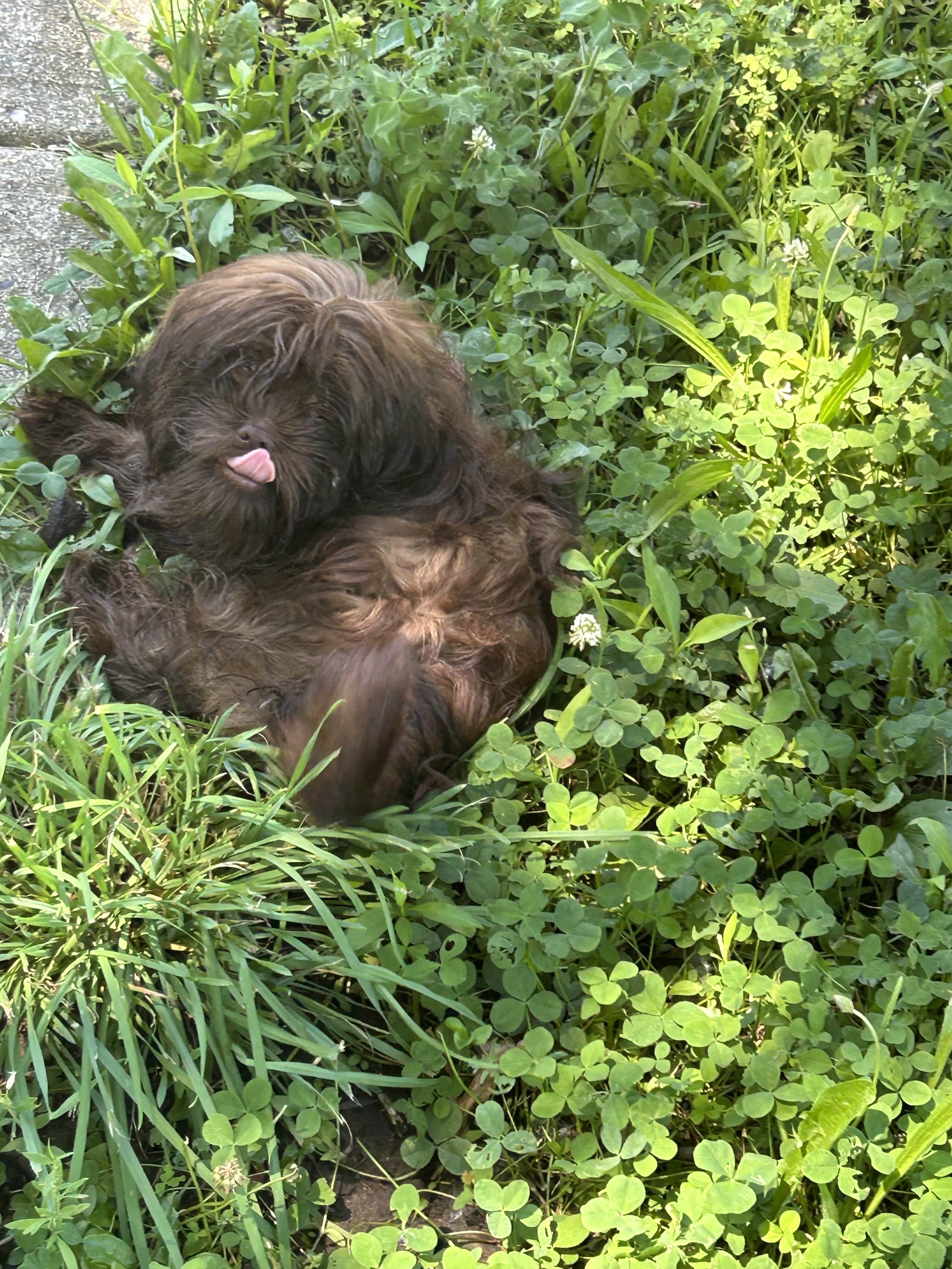 Shih Tzu Puppy image 3
