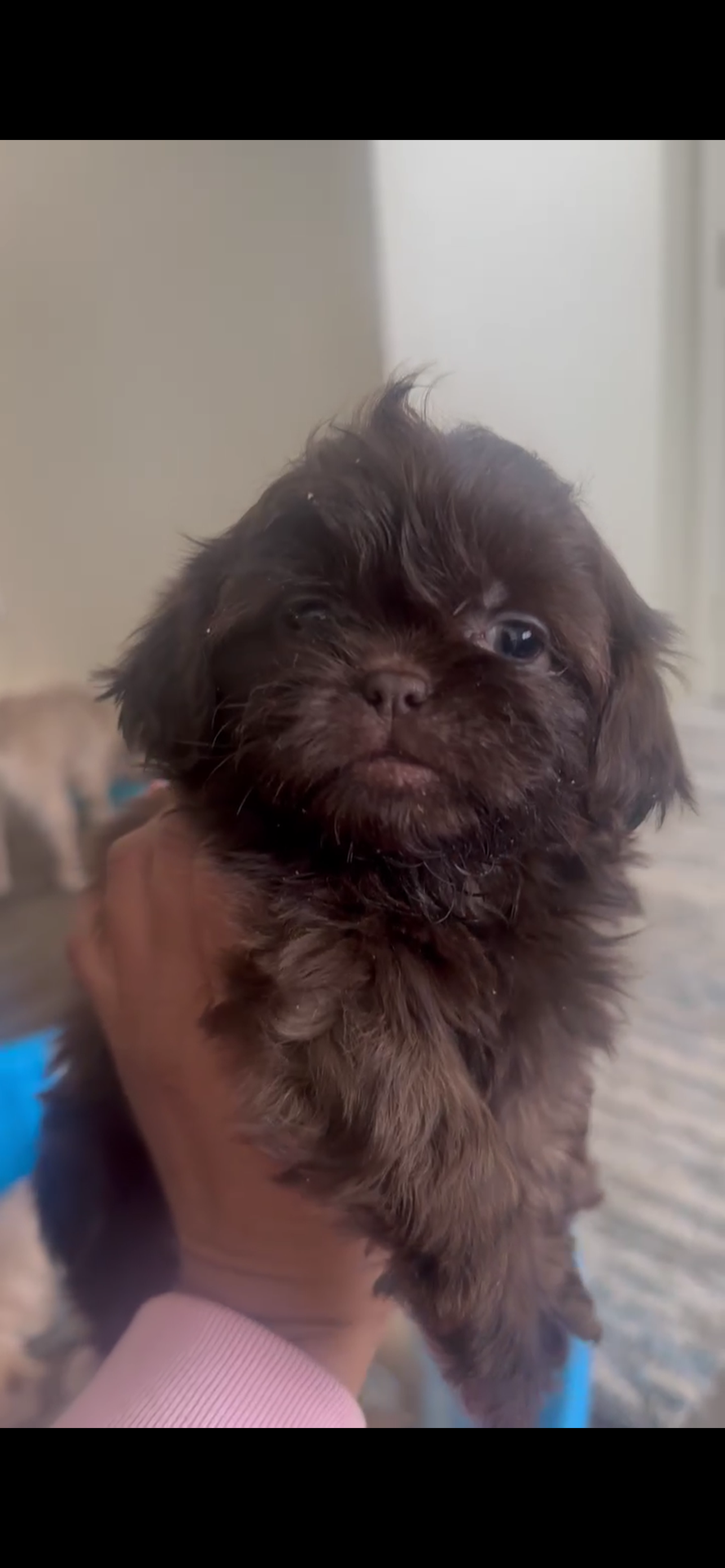 Shih Tzu Puppy image 1