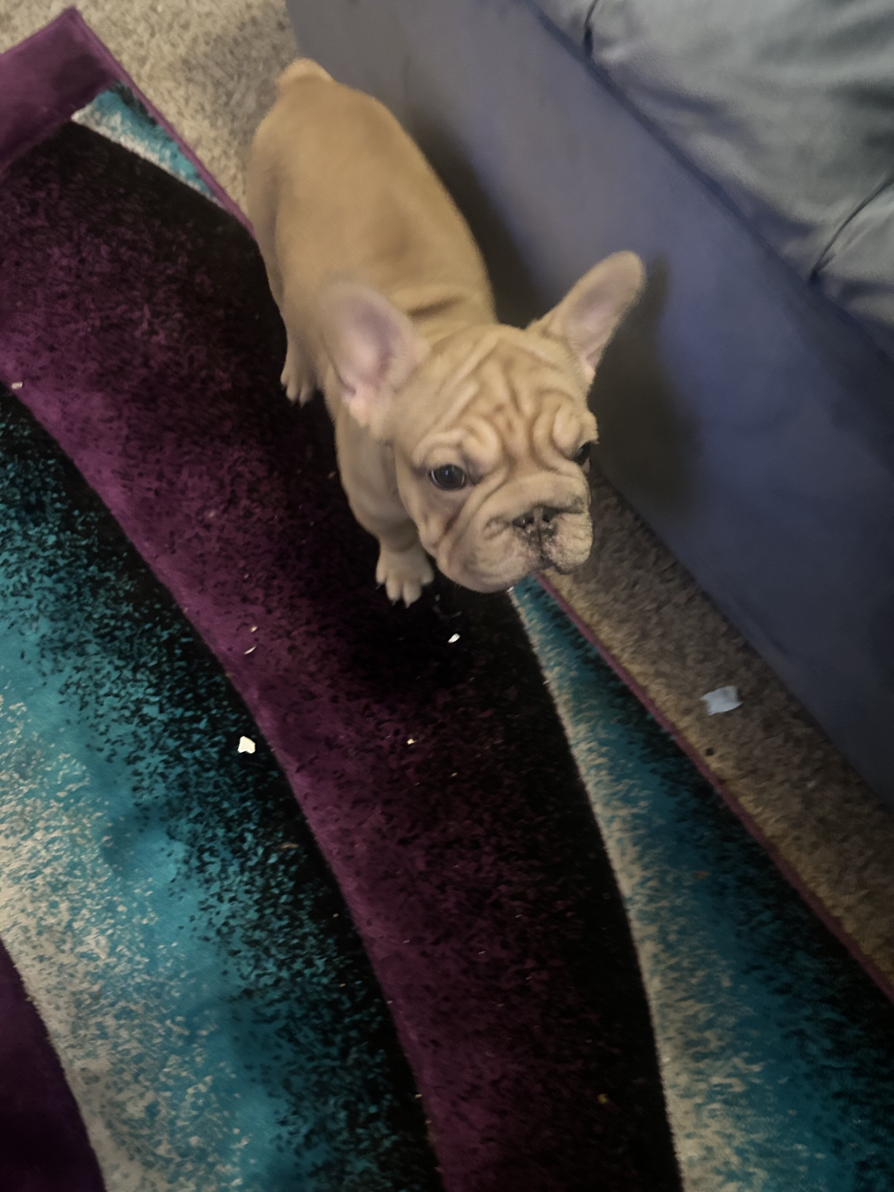 French bulldog pup image 4