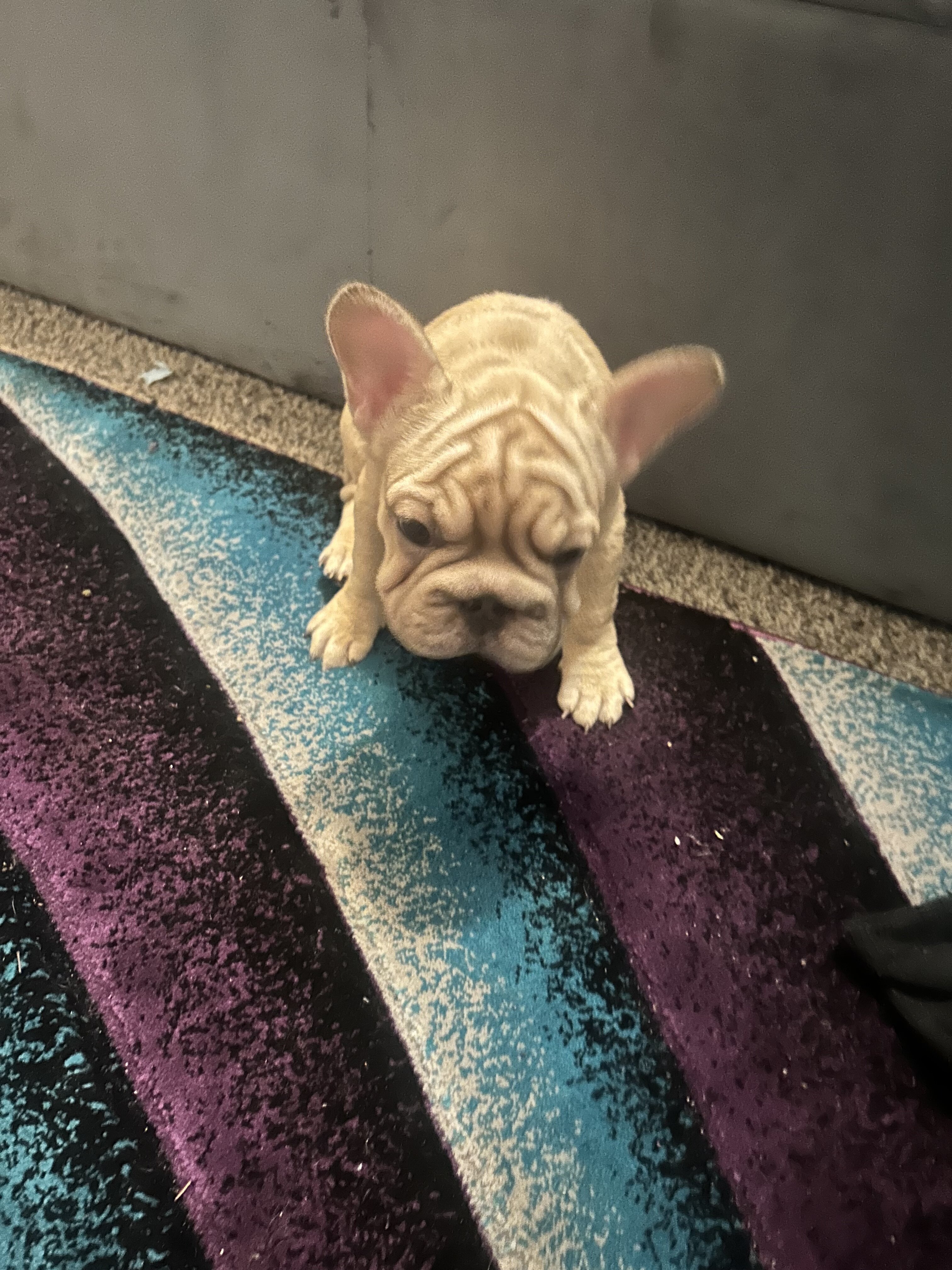 French bulldog pup image 3