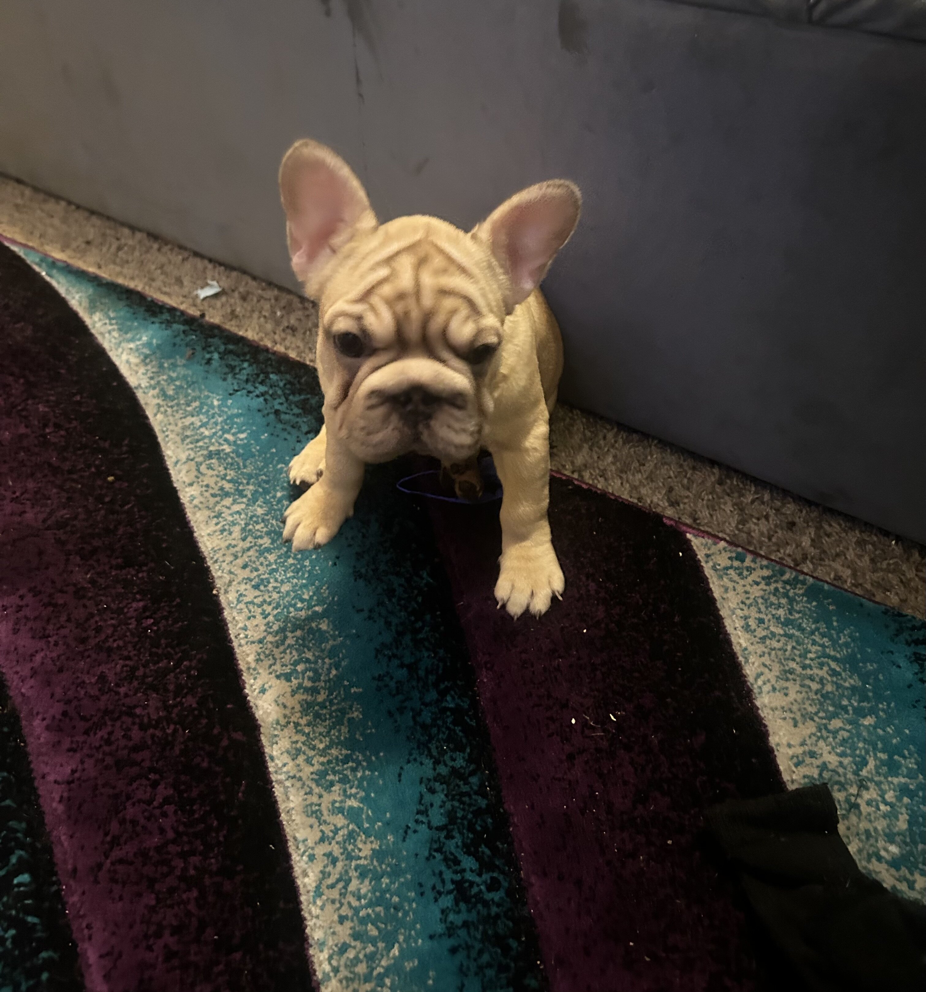 French bulldog pup image 2