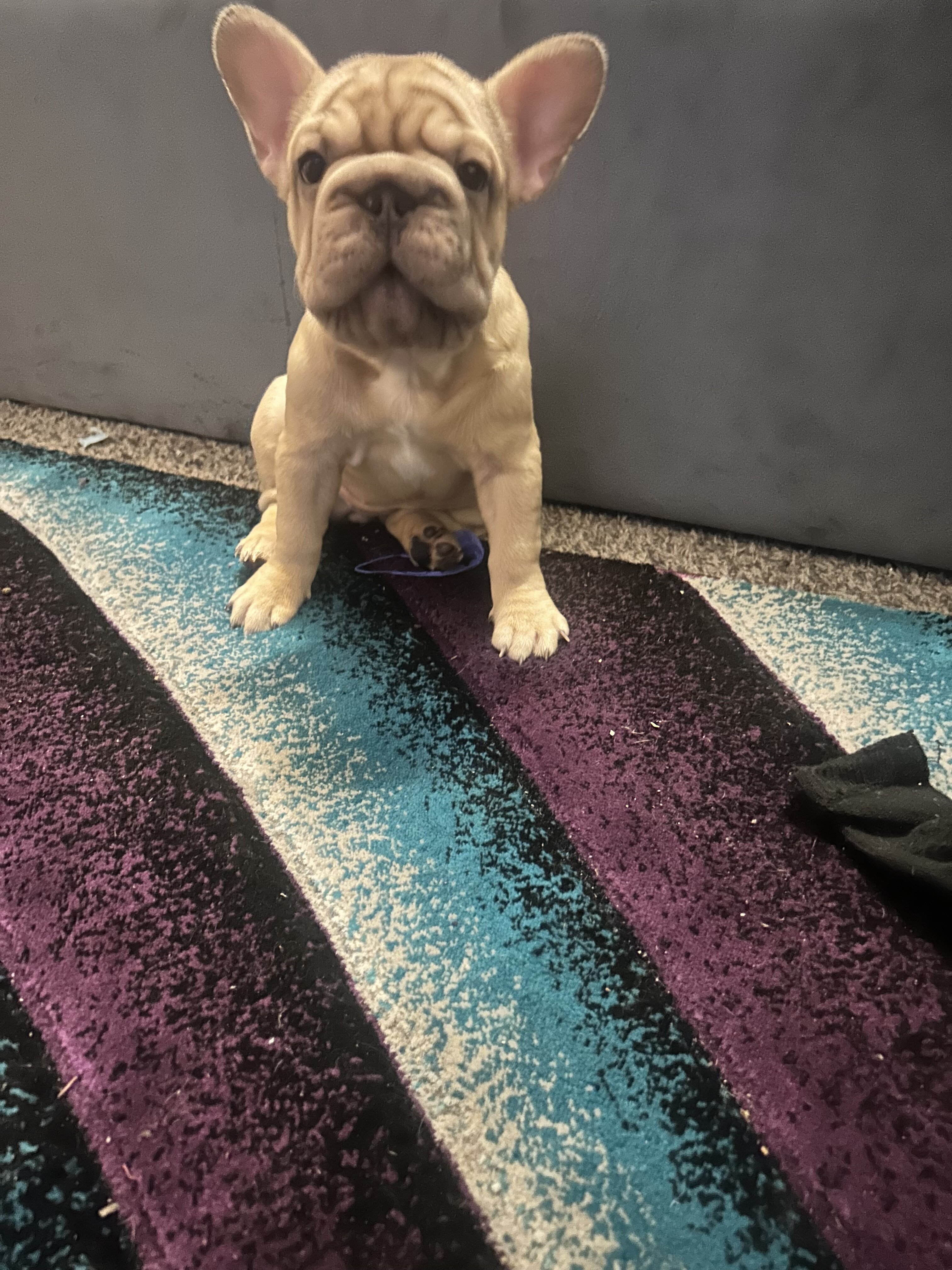 French bulldog pup image 1