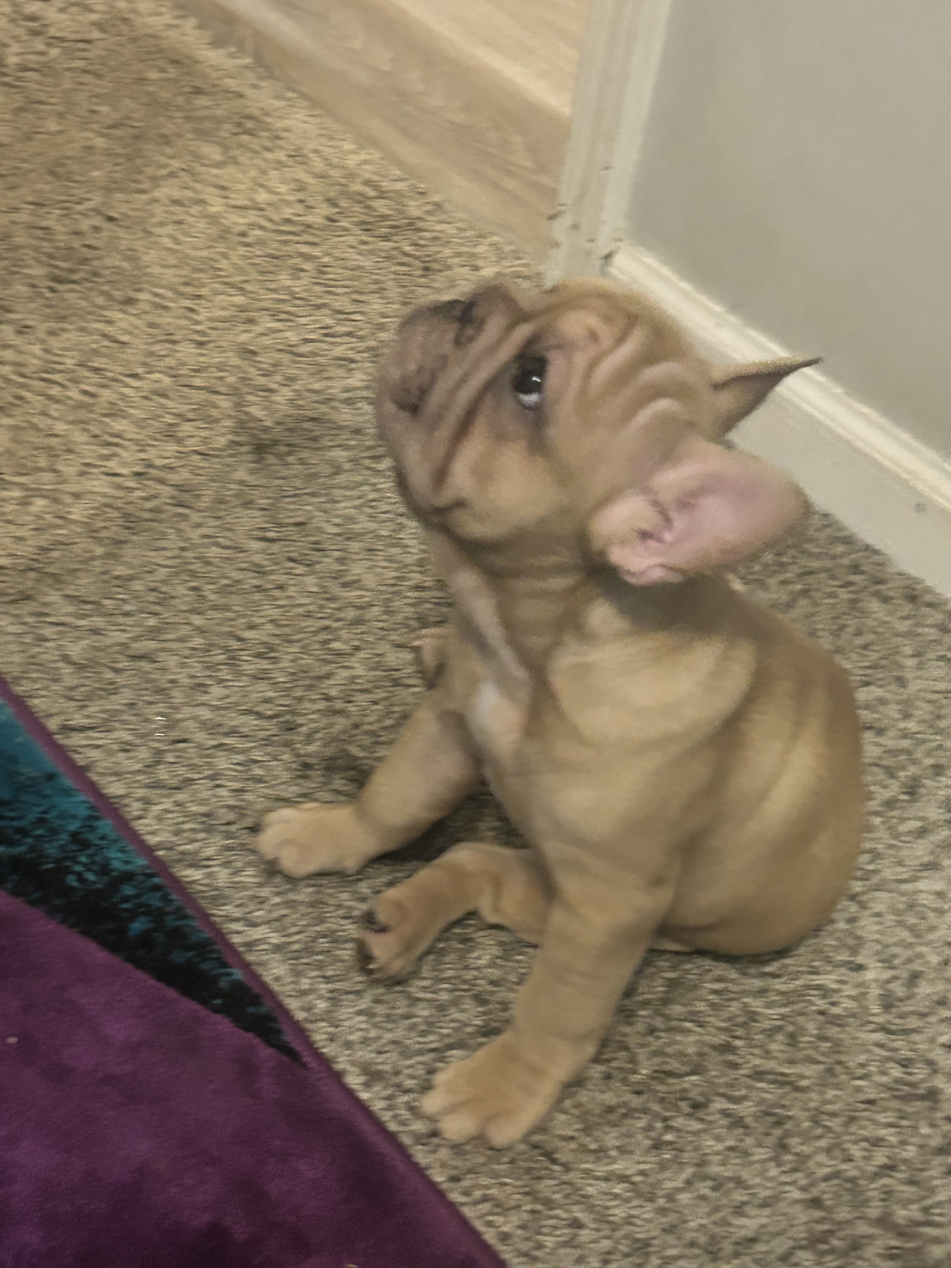French bulldog pup image 7