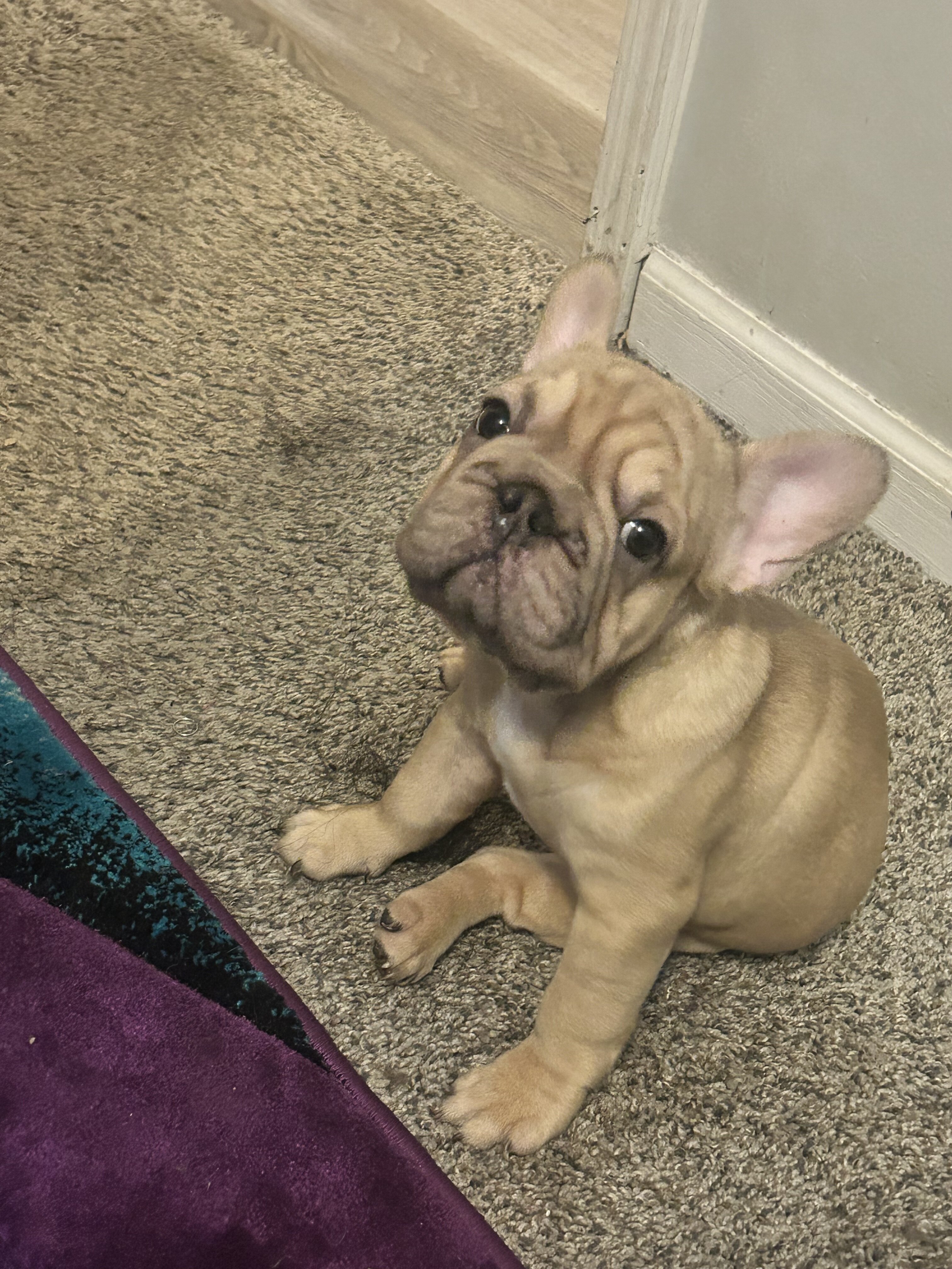 French bulldog pup image 5