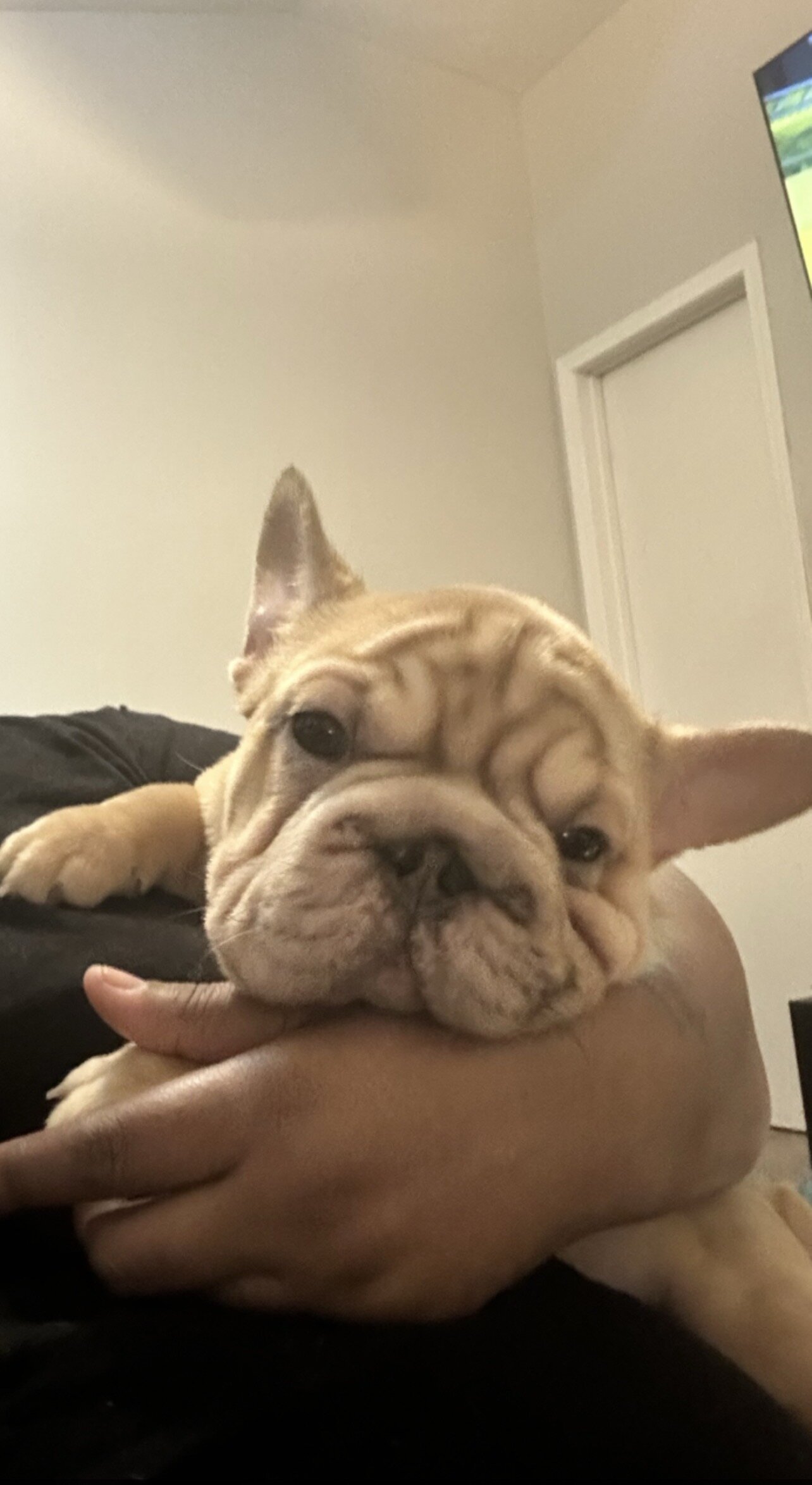 French bulldog pup image 6