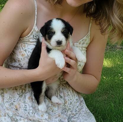Mini Aussie (mini Texas heeler) image 2