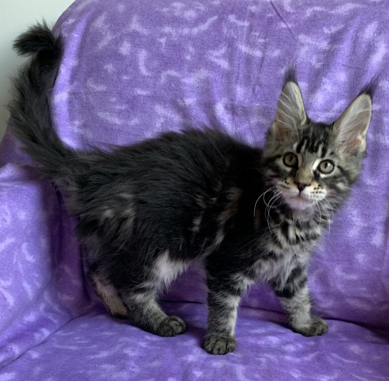 Beautiful Male female. Maine Coon TICA registered image 2