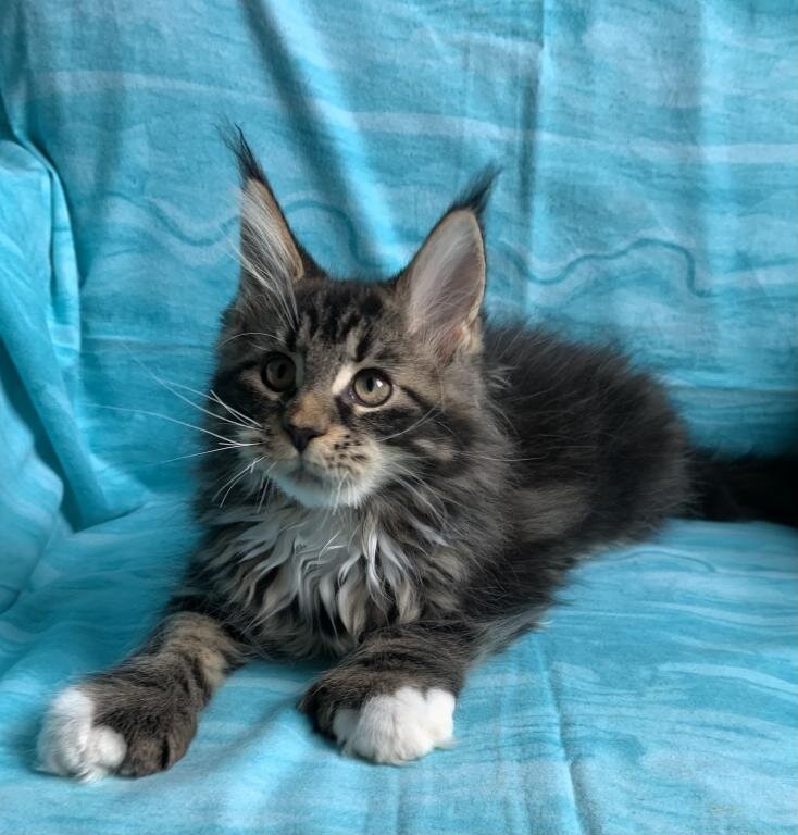 Beautiful Male female. Maine Coon TICA registered image 1