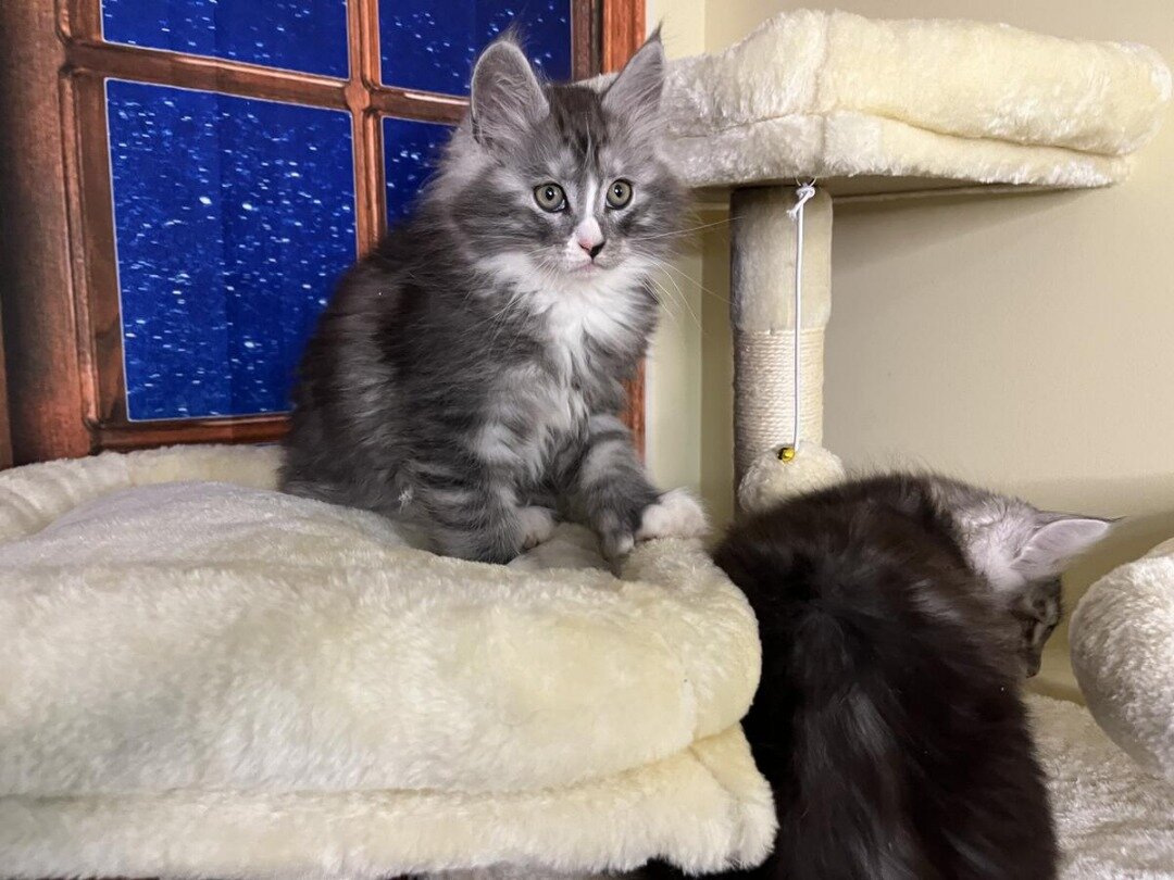 Maine coon kittens ready to go now image 1