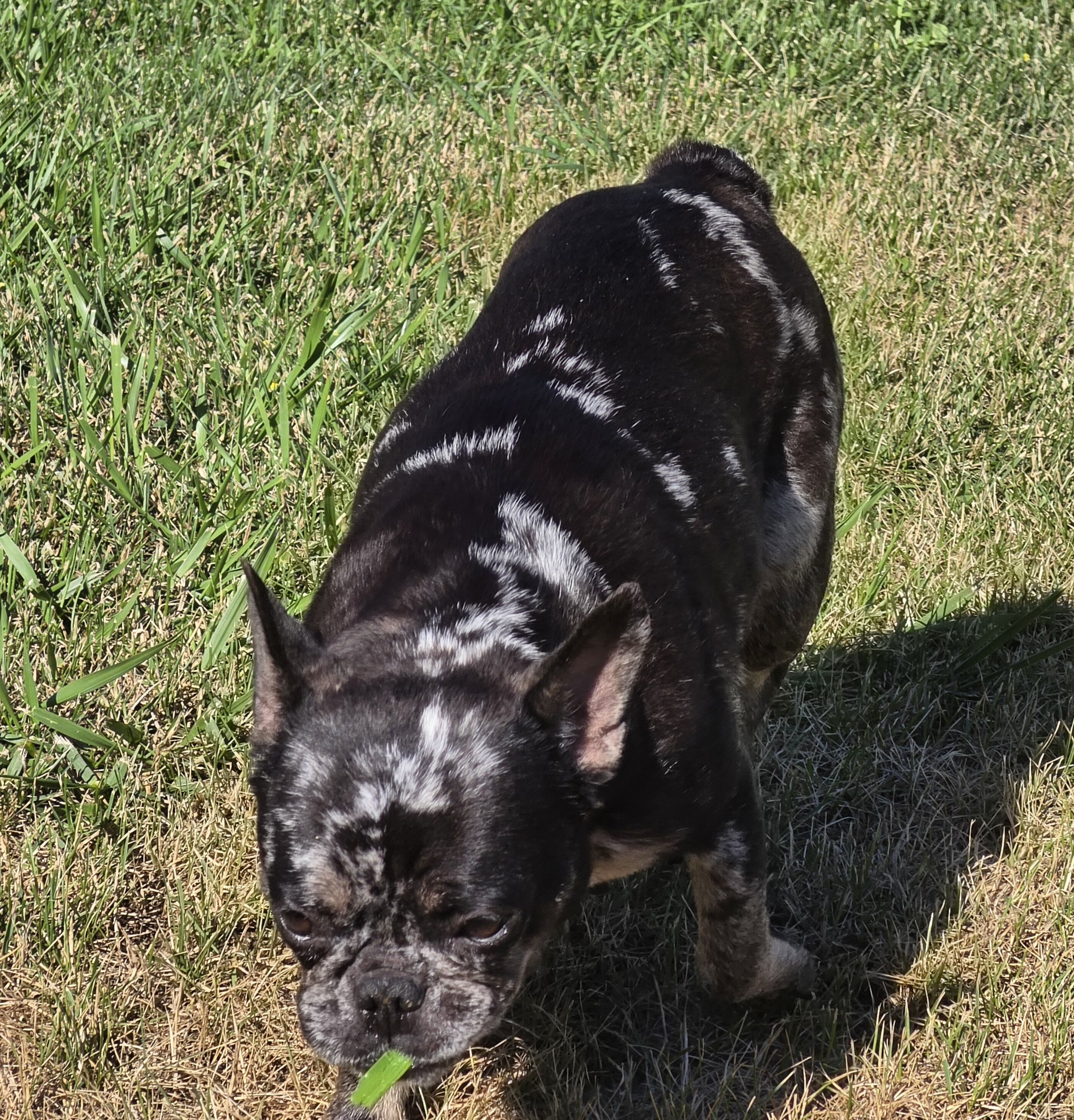 FRENCHTON girl image 6