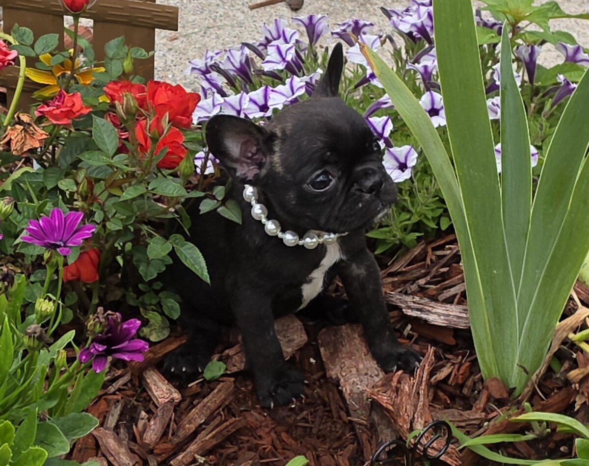 FRENCHTON girl image 4