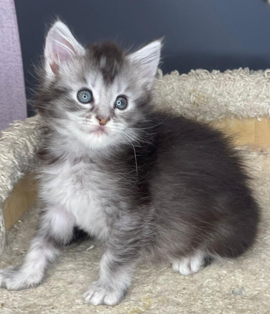 Maine Coon kittens image 1