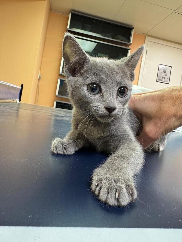 Russian Blue kittens image 1