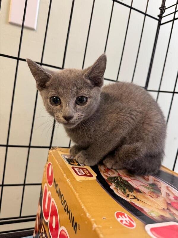 Russian Blue Kittens Available image 1