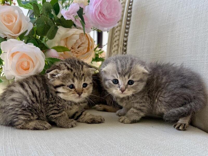 Scottish Fold image 1