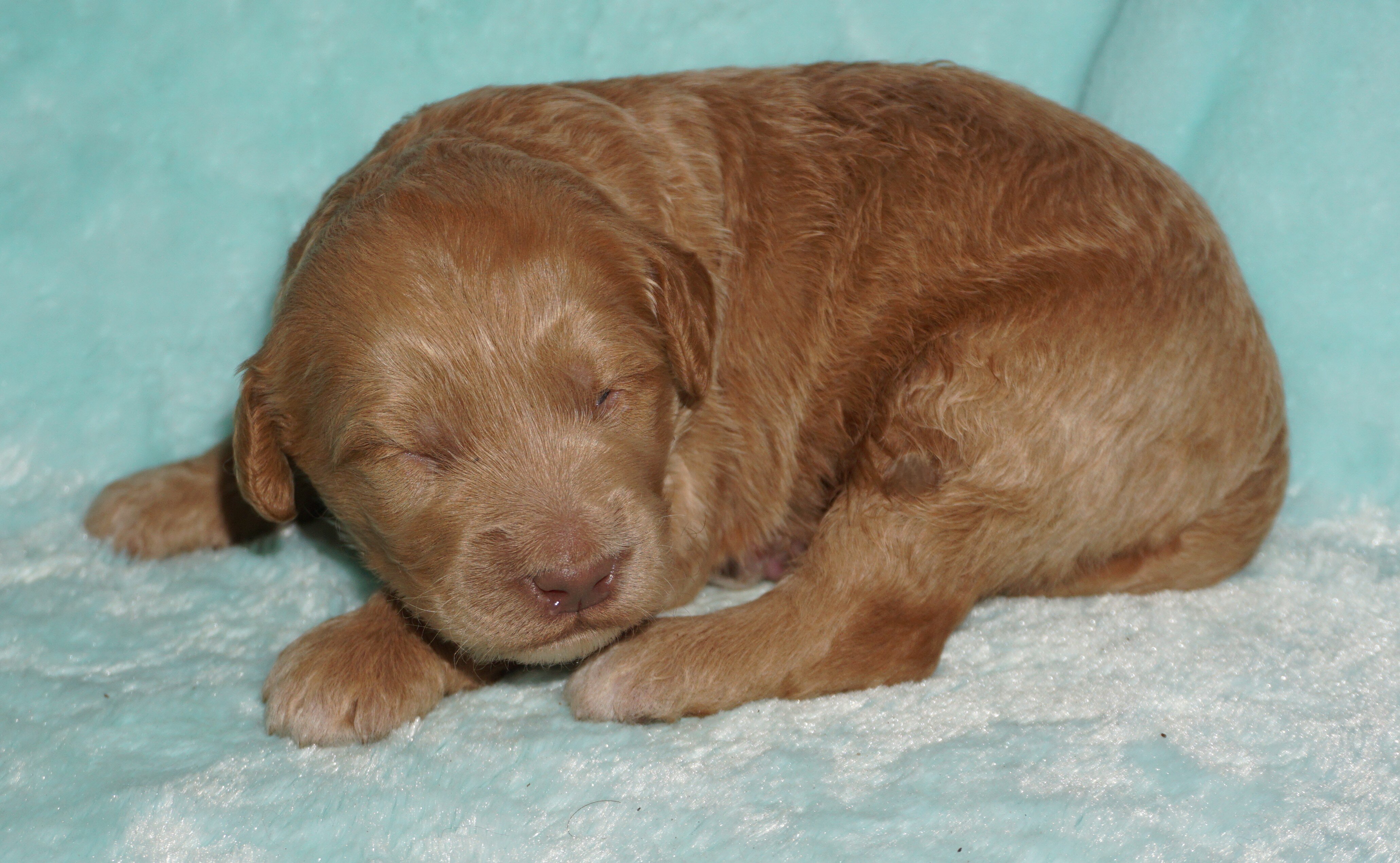 ckc multigen labradoodle image 1