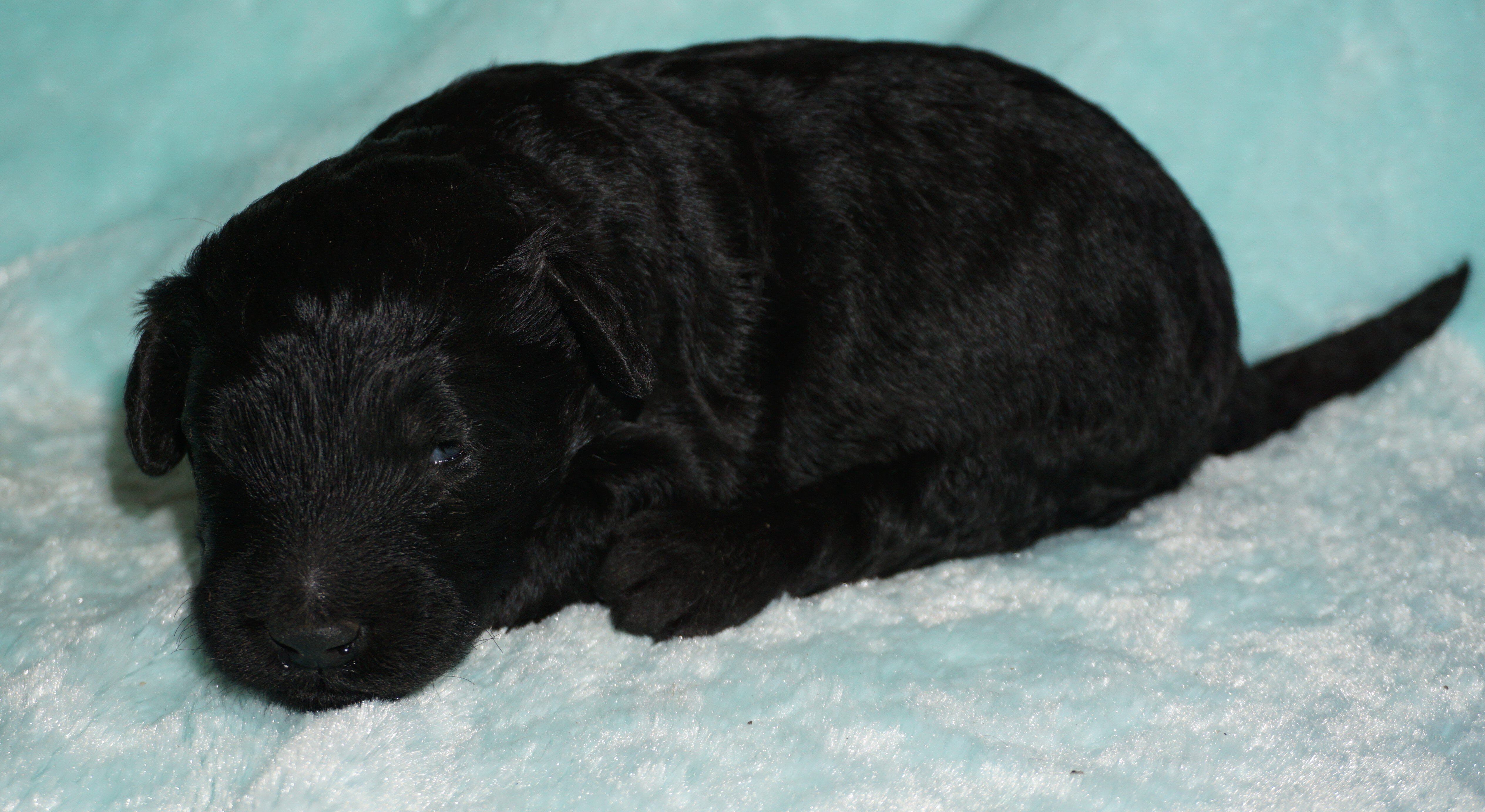 ckc registered multigen black labradoodle image 1