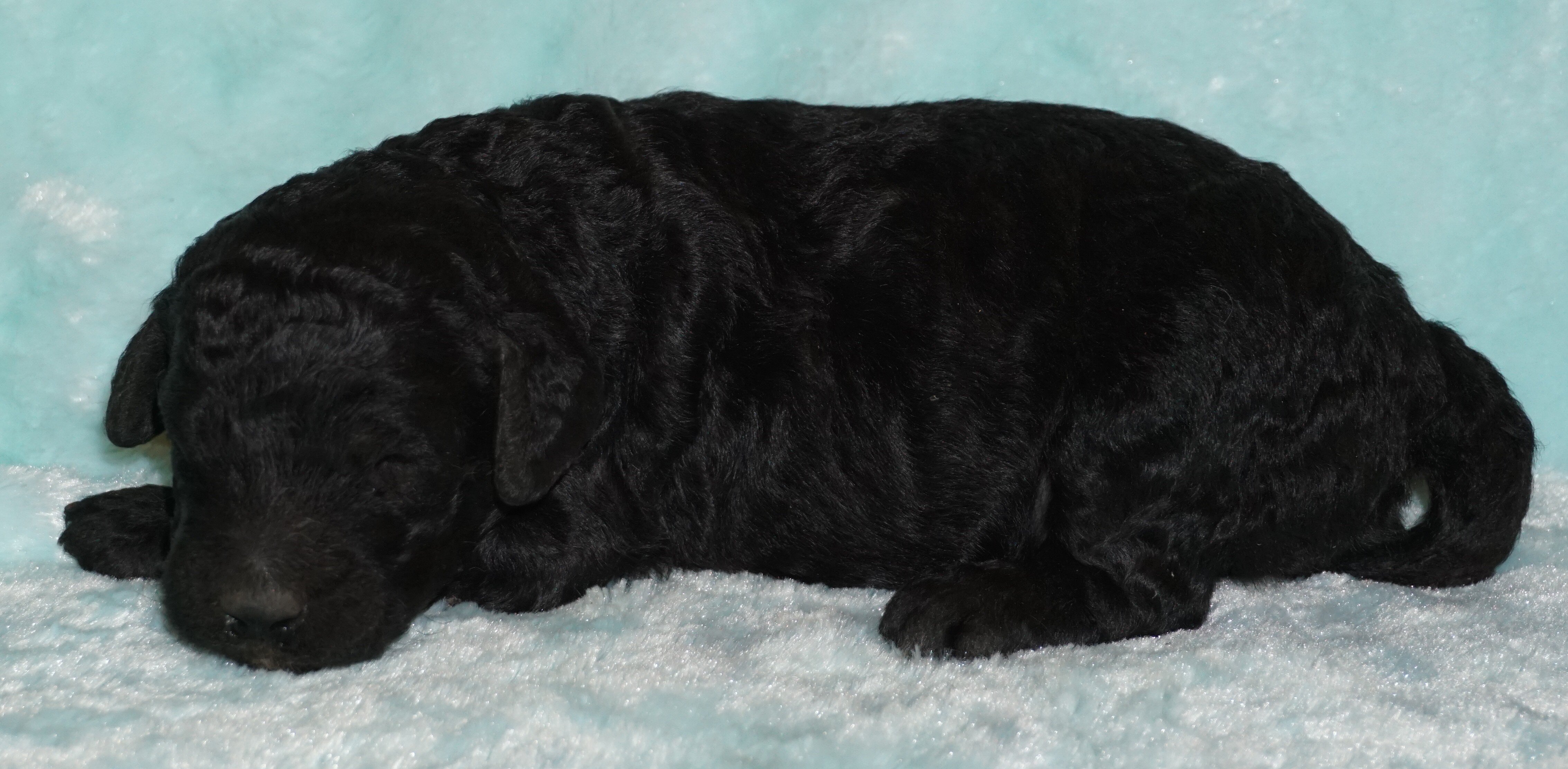 ckc registered multigen black labradoodle 2 image 1