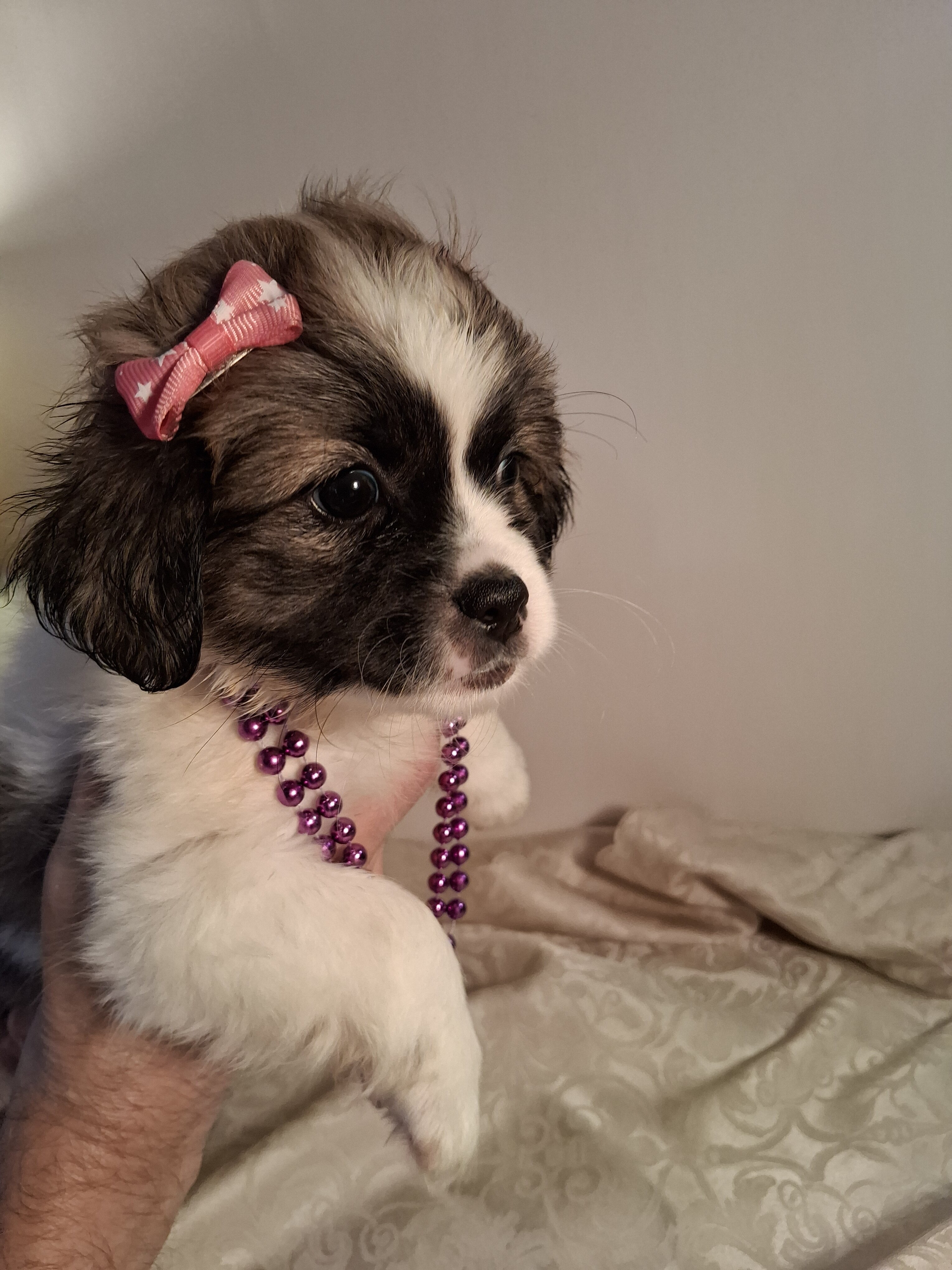 Puppies image 1