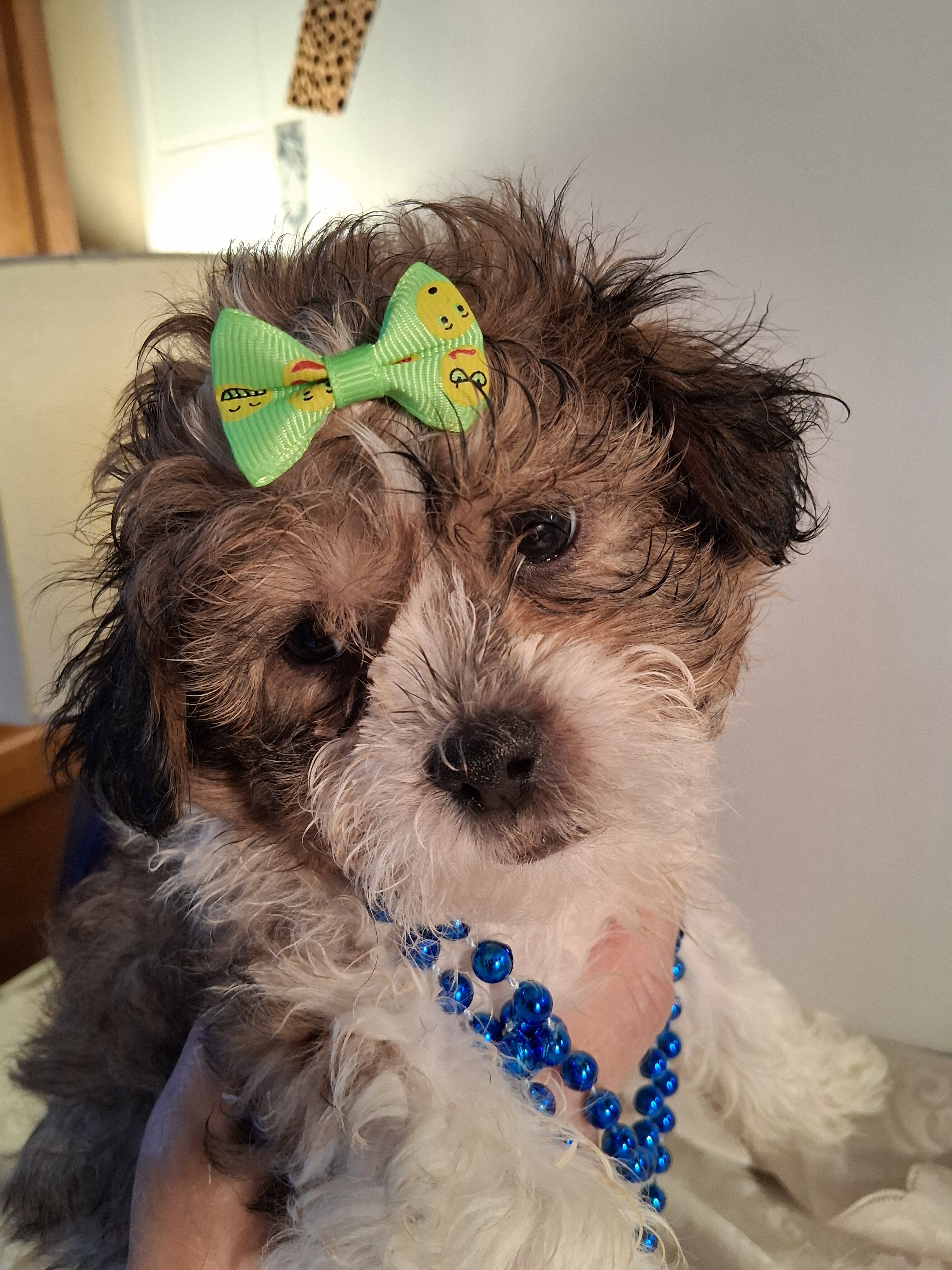 Puppies image 2