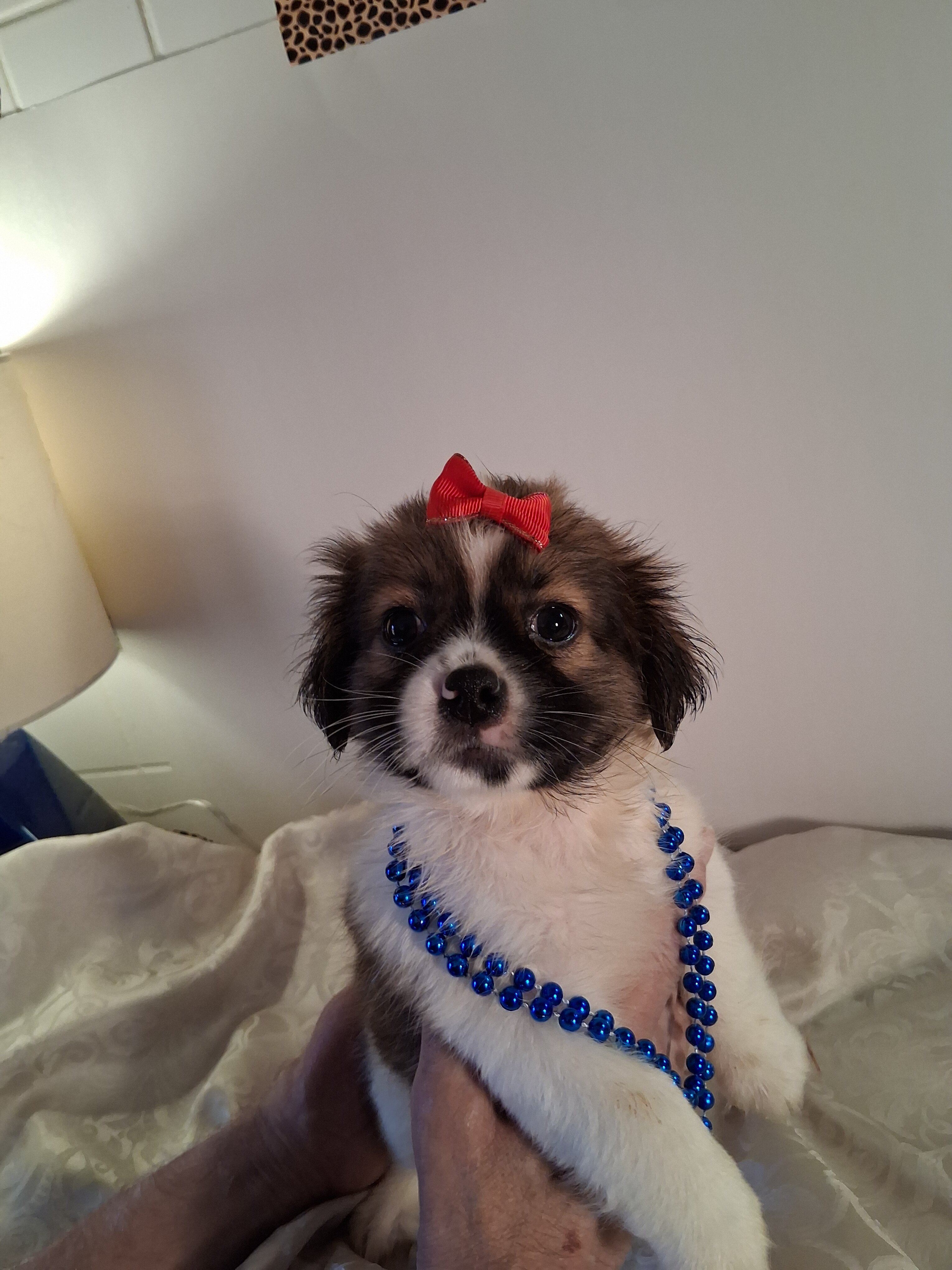 Puppies image 3
