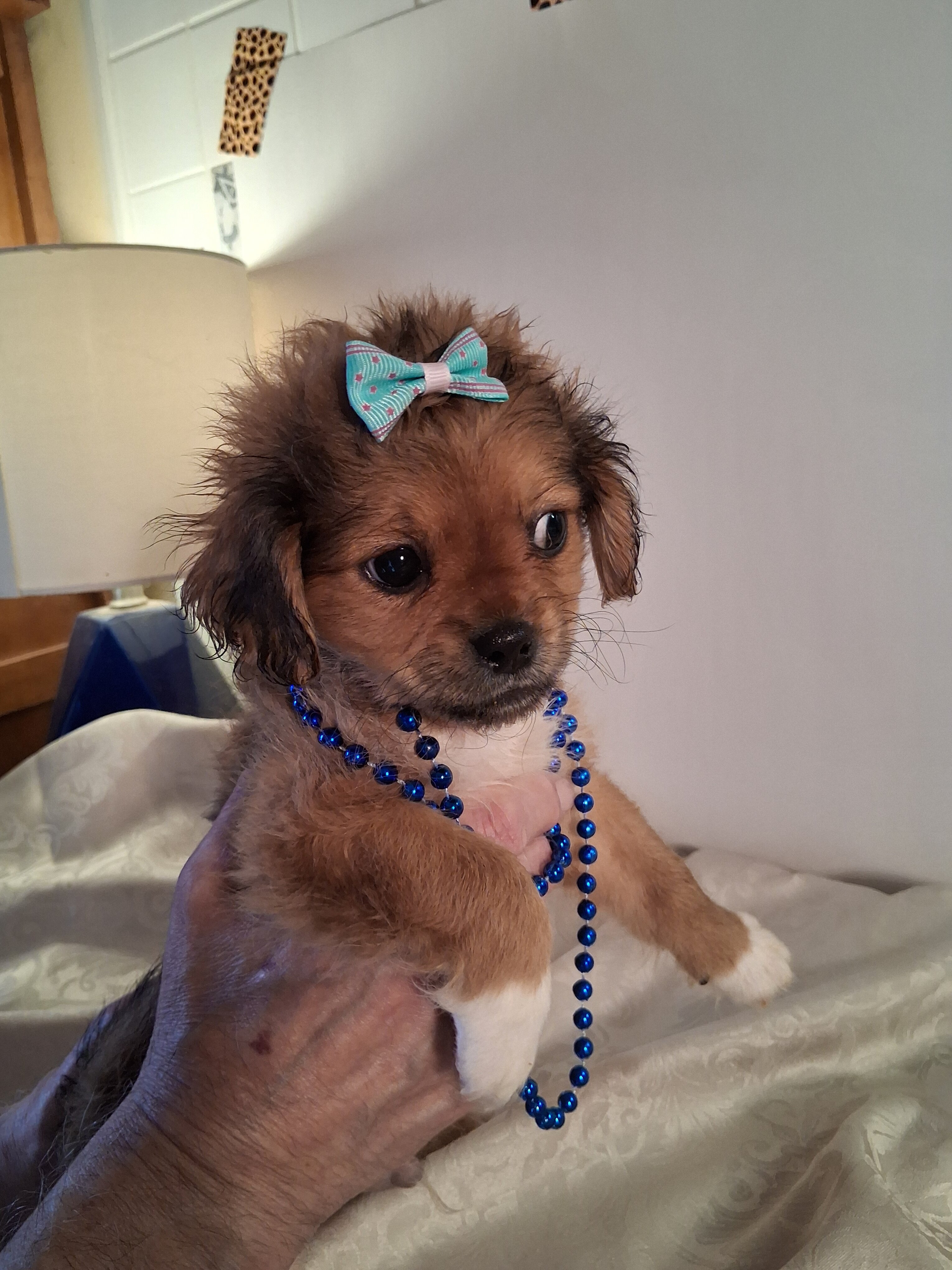 Puppies image 4